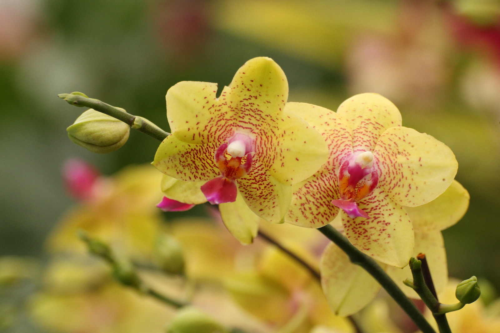 Canon EOS 7D + Tamron SP 70-300mm F4-5.6 Di VC USD sample photo. Yellow orchids photography