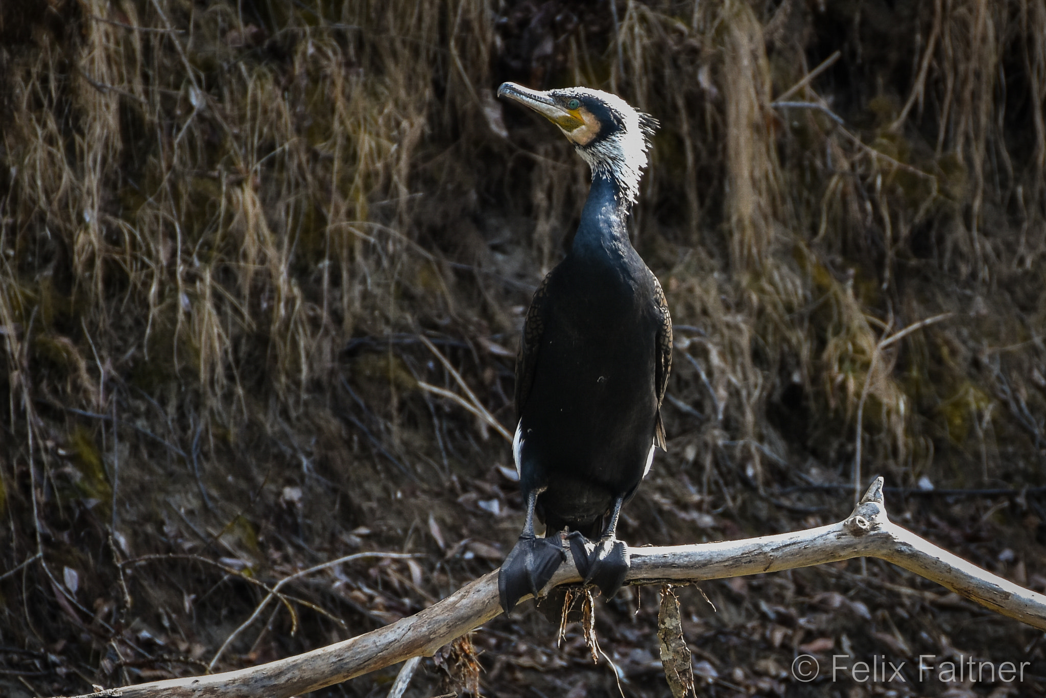 Nikon D7200 sample photo. Phalacrocorax sinensis photography