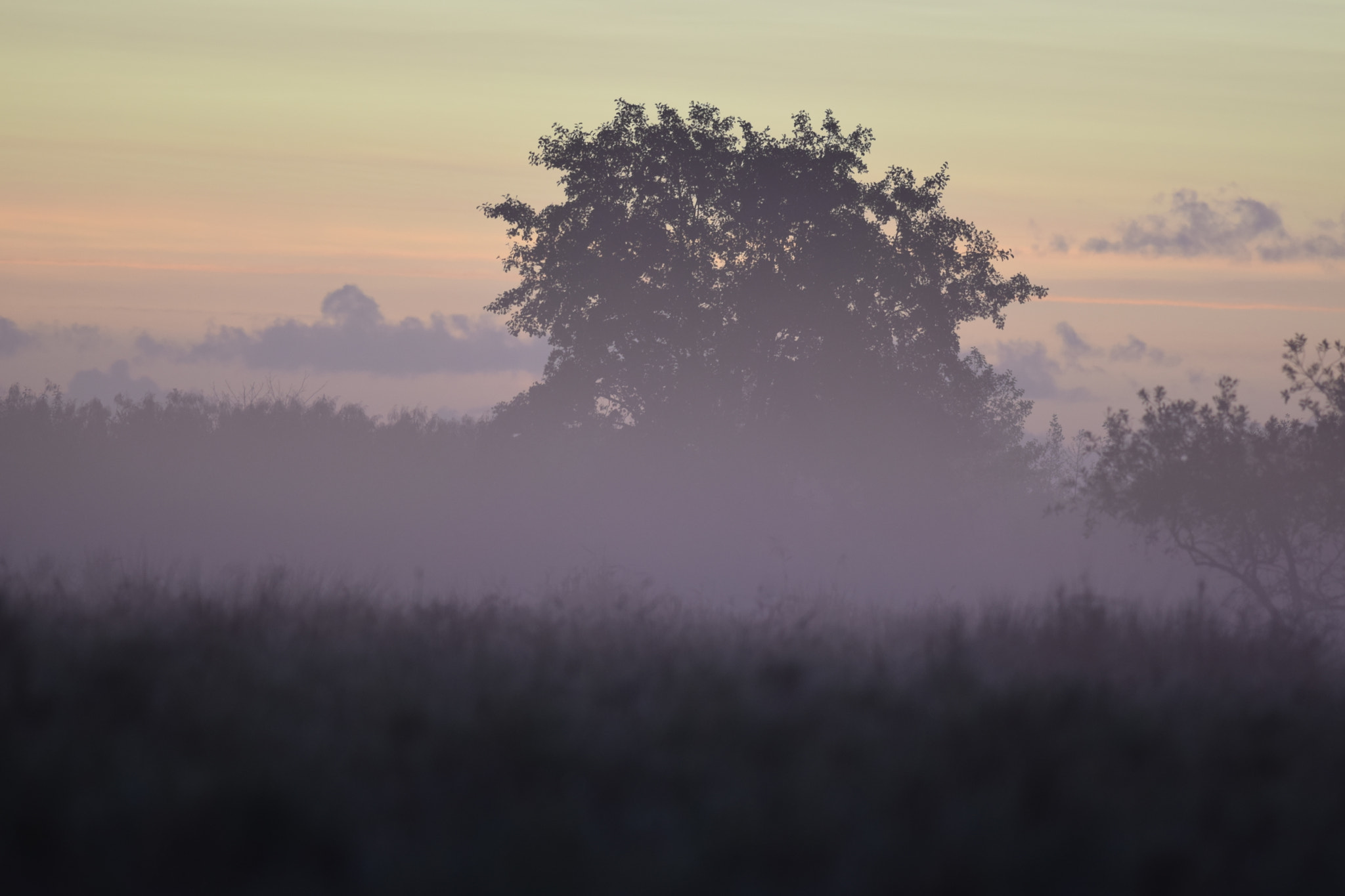 Nikon D5300 + Nikon AF-S Nikkor 300mm F4D ED-IF sample photo. Foggy morning. photography