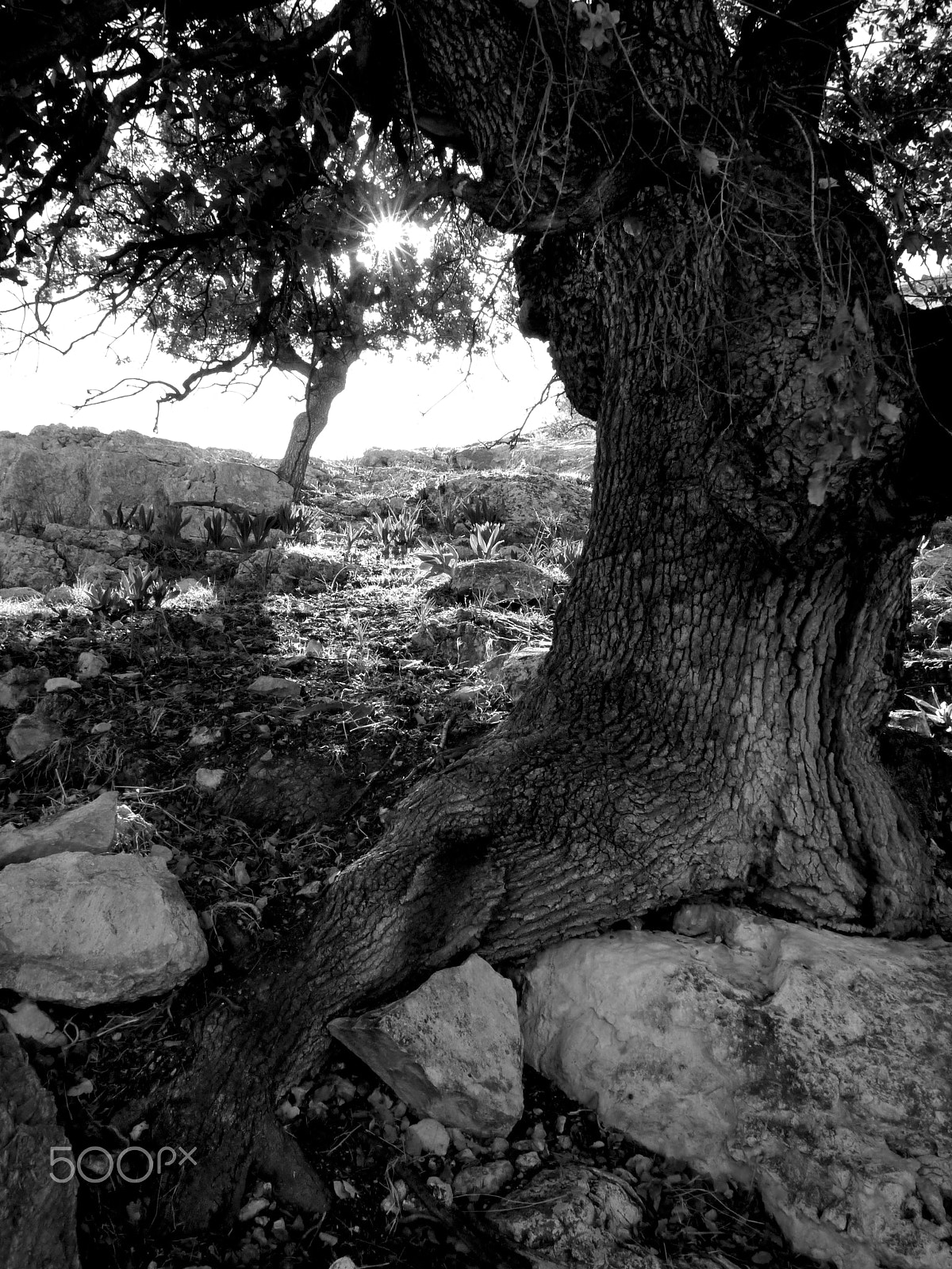 Panasonic Lumix DMC-GF3 + Panasonic Lumix G 14mm F2.5 ASPH sample photo. Beit idis to pella, jordan. photography