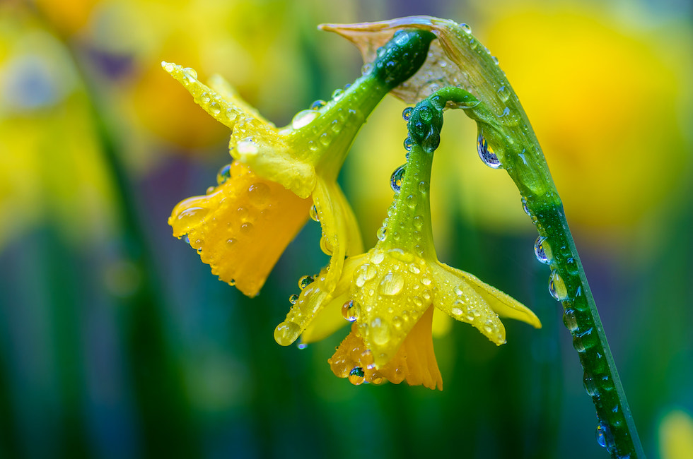 Pentax K-3 + Tamron SP AF 90mm F2.8 Di Macro sample photo. Daffodils photography