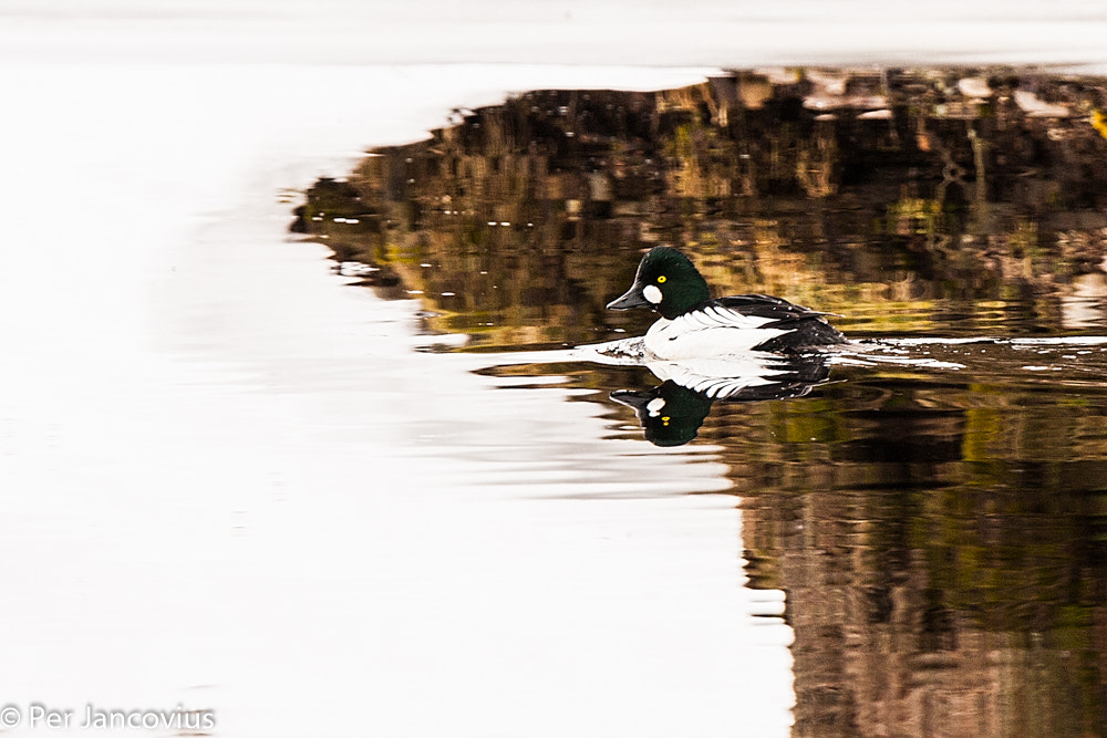 Canon EOS 40D + Tamron SP 150-600mm F5-6.3 Di VC USD sample photo. Common goldeneye photography
