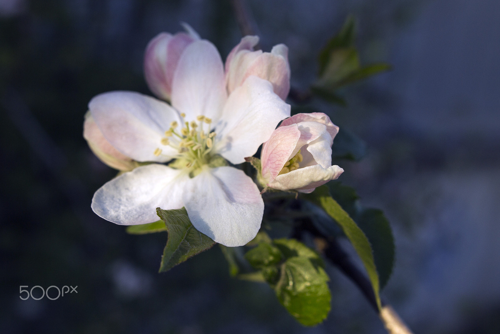 Sigma 28mm f/1.8 DG Macro EX sample photo. Spring photography