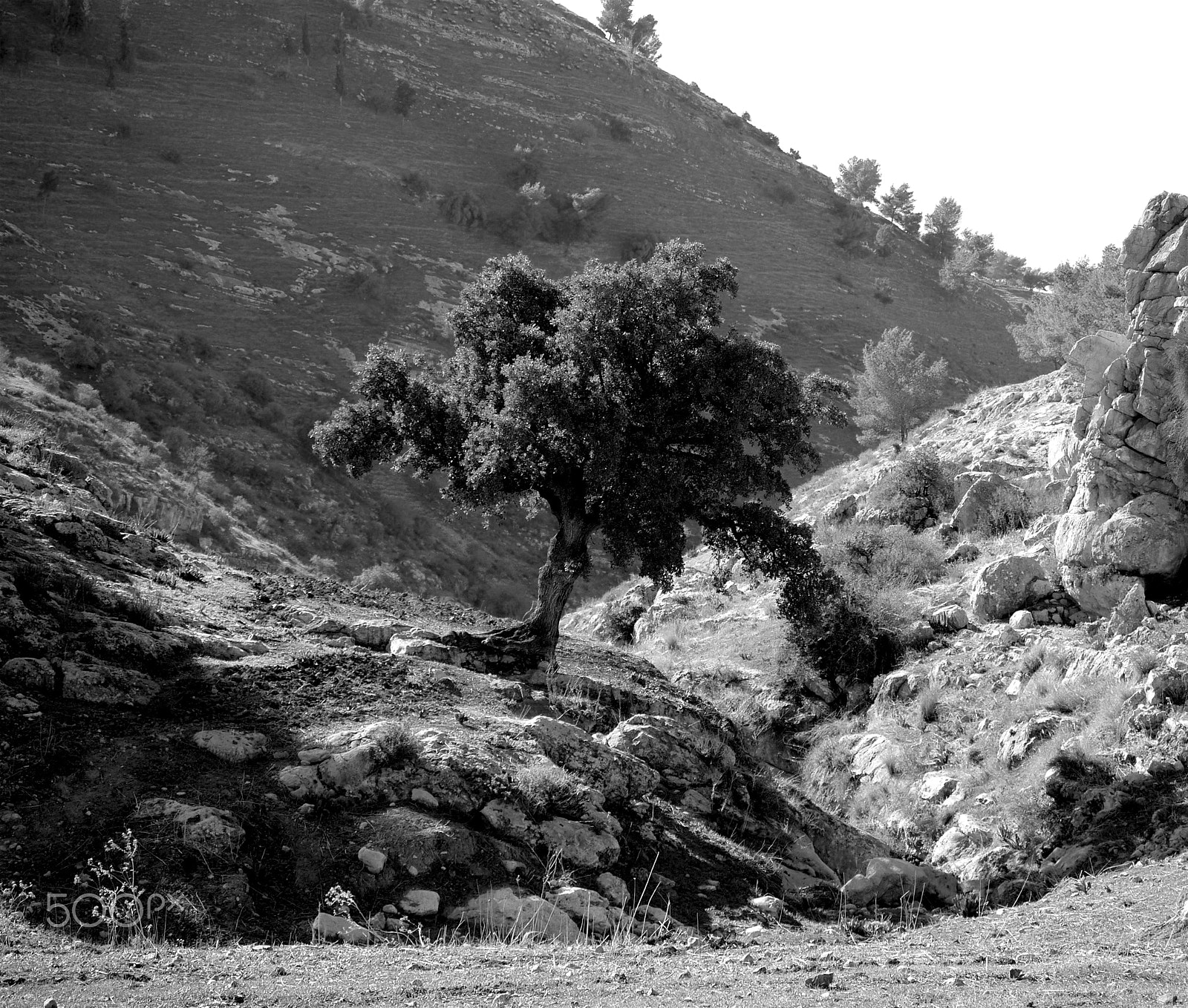 Panasonic Lumix G Vario 45-200mm F4-5.6 OIS sample photo. Beit idis to pella, jordan. photography