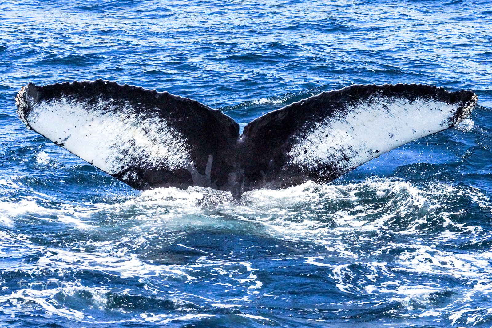 Sony 70-300mm F4.5-5.6 G SSM sample photo. A humpback whale's tail as it dives down under the ocean photography