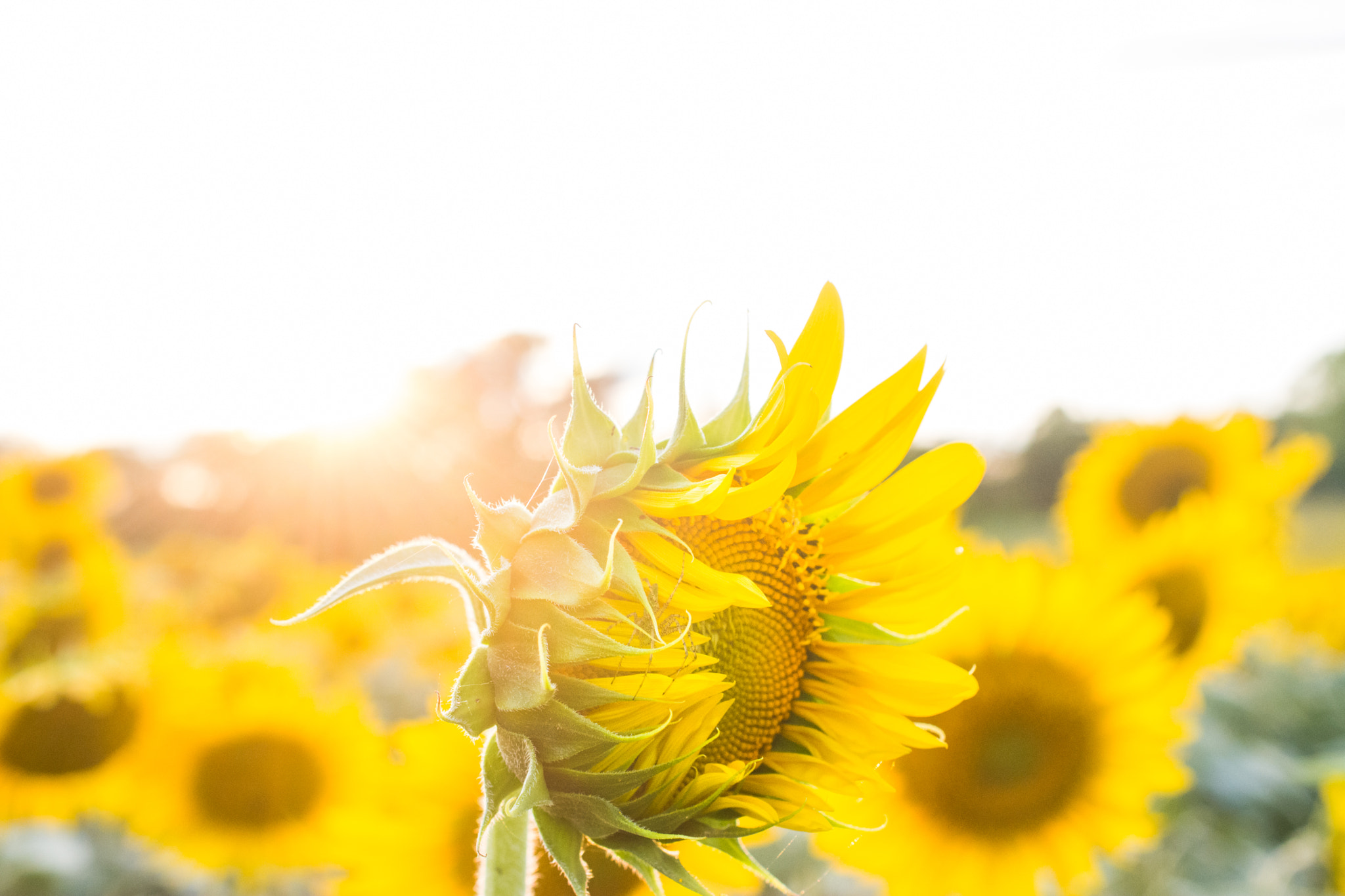 Nikon AF-S DX Micro Nikkor 40mm F2.8 sample photo. Sunflower photography