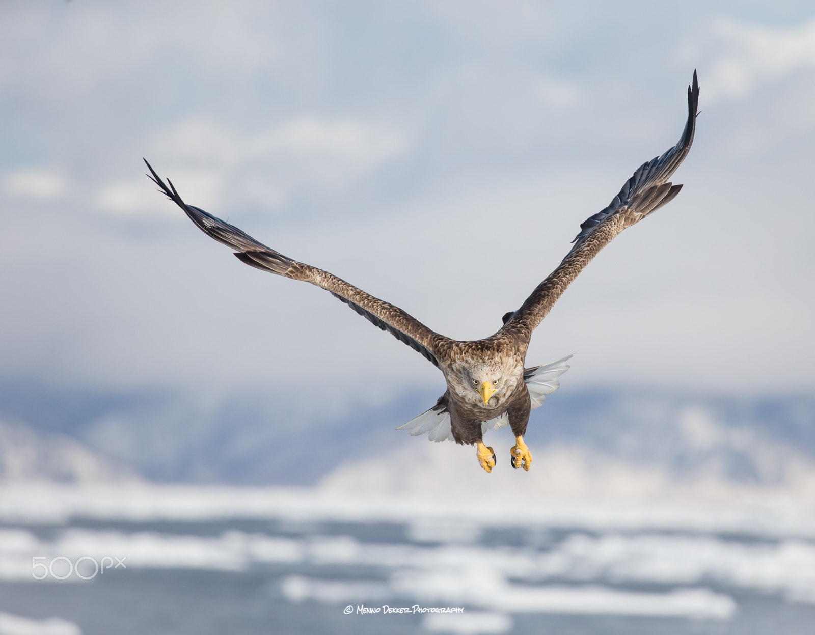 Canon EOS-1D X sample photo. White tailed eagle over the sea of okhotsk…. photography