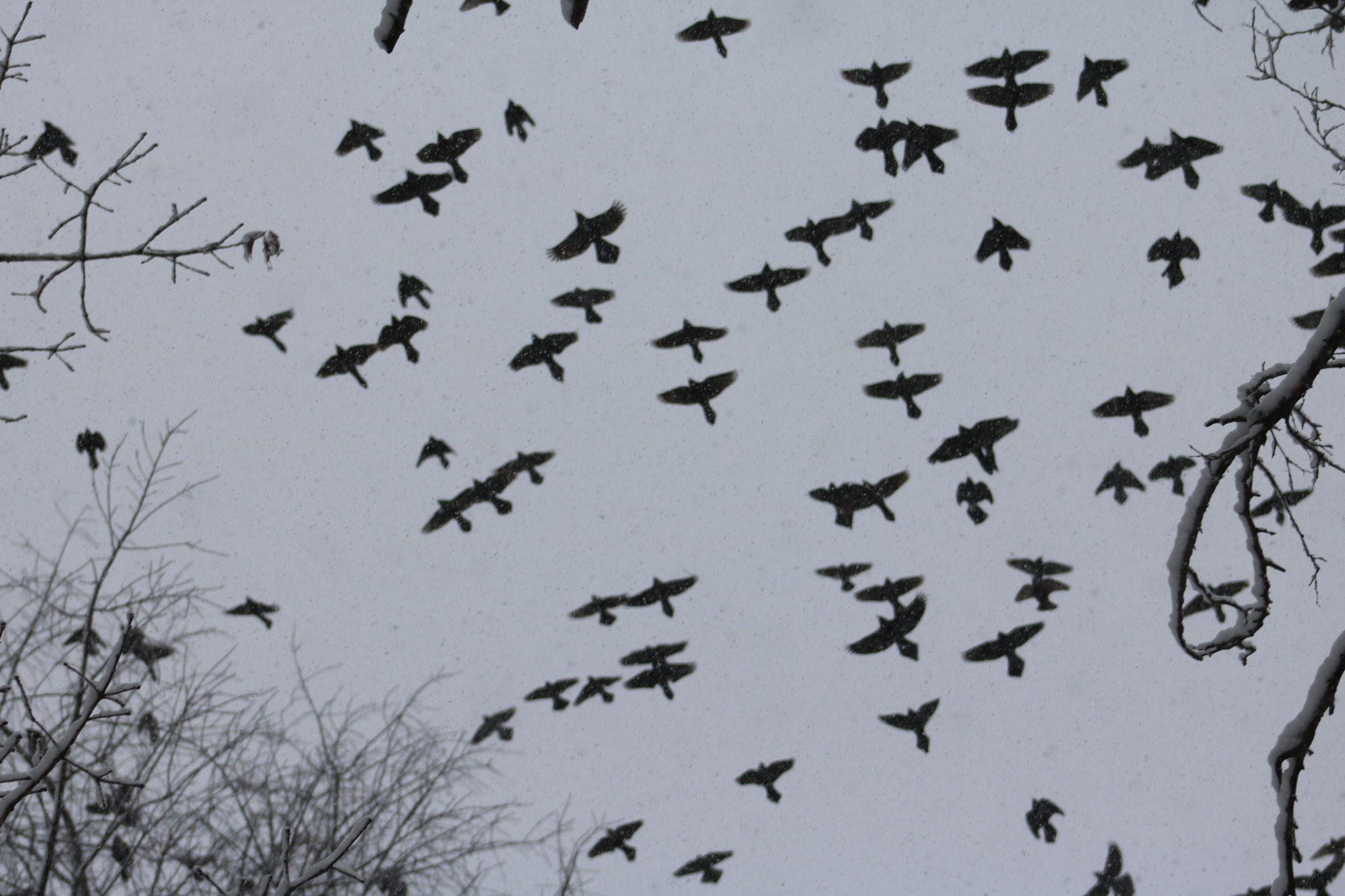 Canon EOS 750D (EOS Rebel T6i / EOS Kiss X8i) sample photo. Snow flying  photography