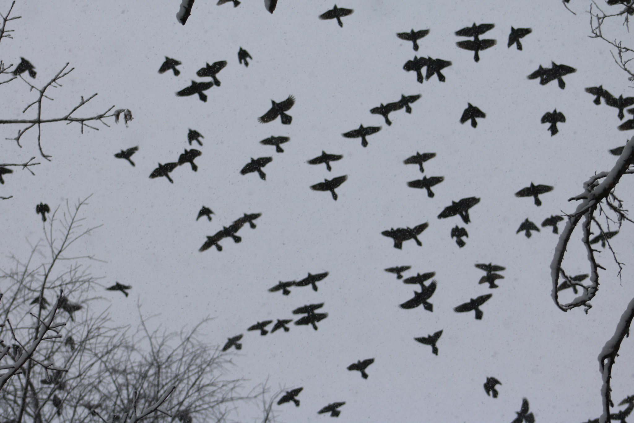 Canon EF 75-300mm f/4-5.6 USM sample photo. Snow flying  photography