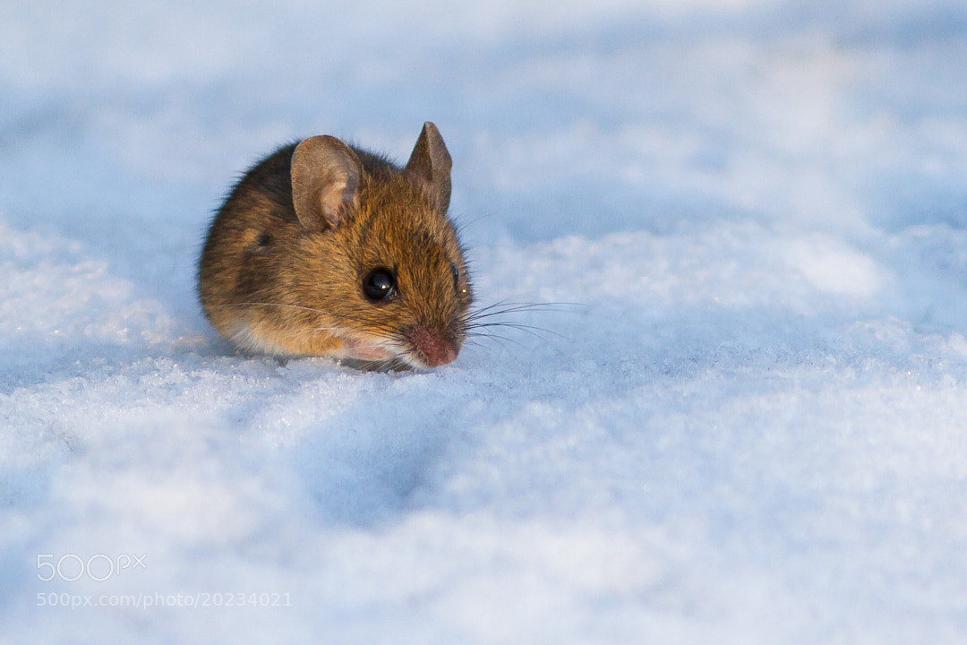 Snow Mouse