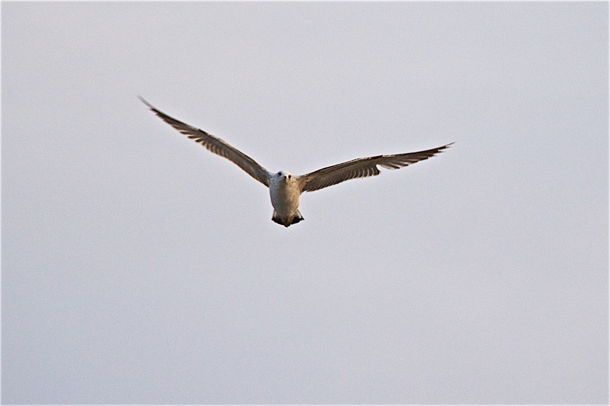 Canon EF-S 18-200mm F3.5-5.6 IS sample photo. **** photography