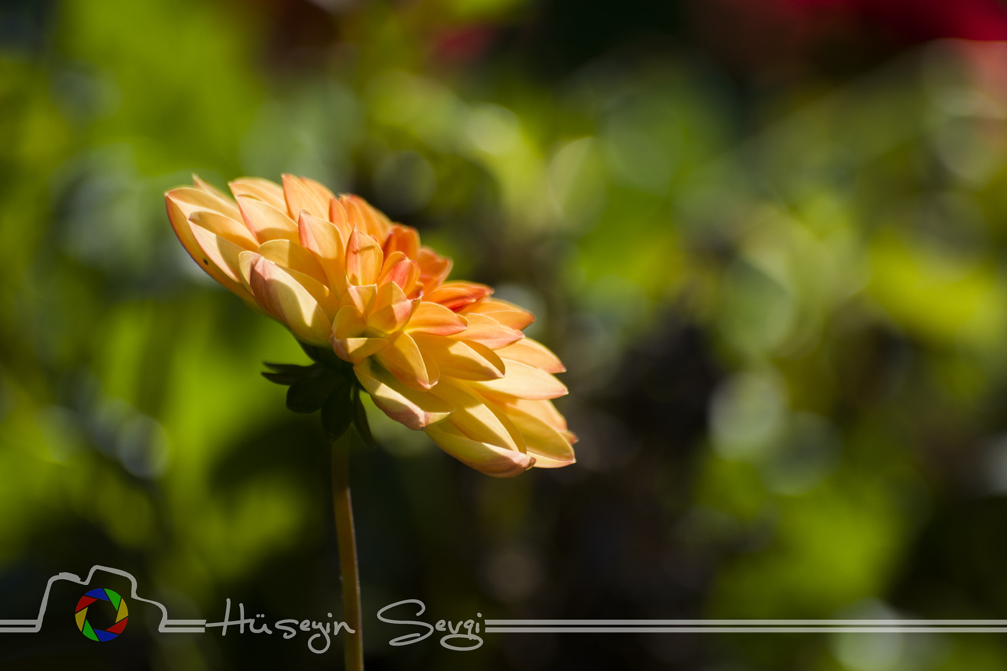 Sigma 70-300mm F4-5.6 APO DG Macro sample photo. Dsc photography