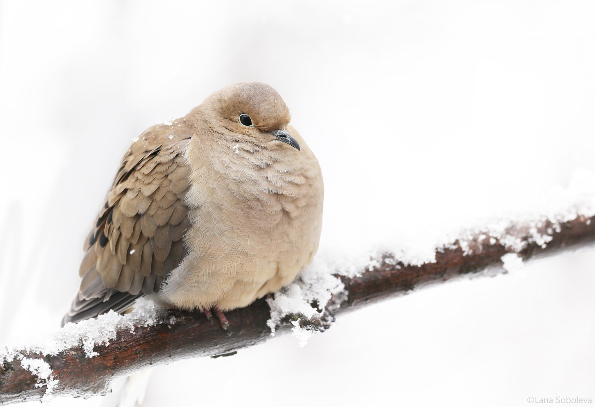 Canon EOS-1D X sample photo. Mourning dove photography