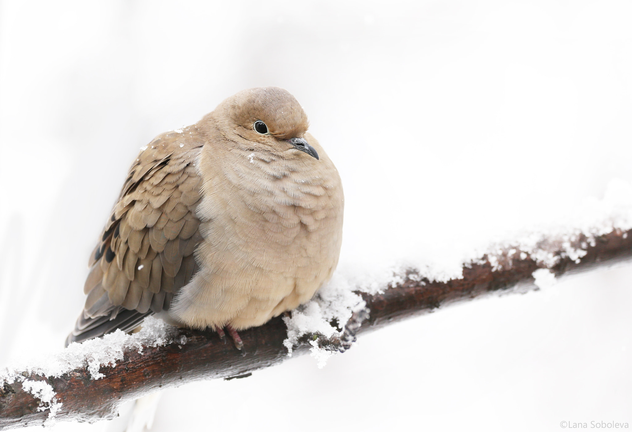 150-600mm F5-6.3 DG OS HSM | Contemporary 015 sample photo. Mourning dove photography