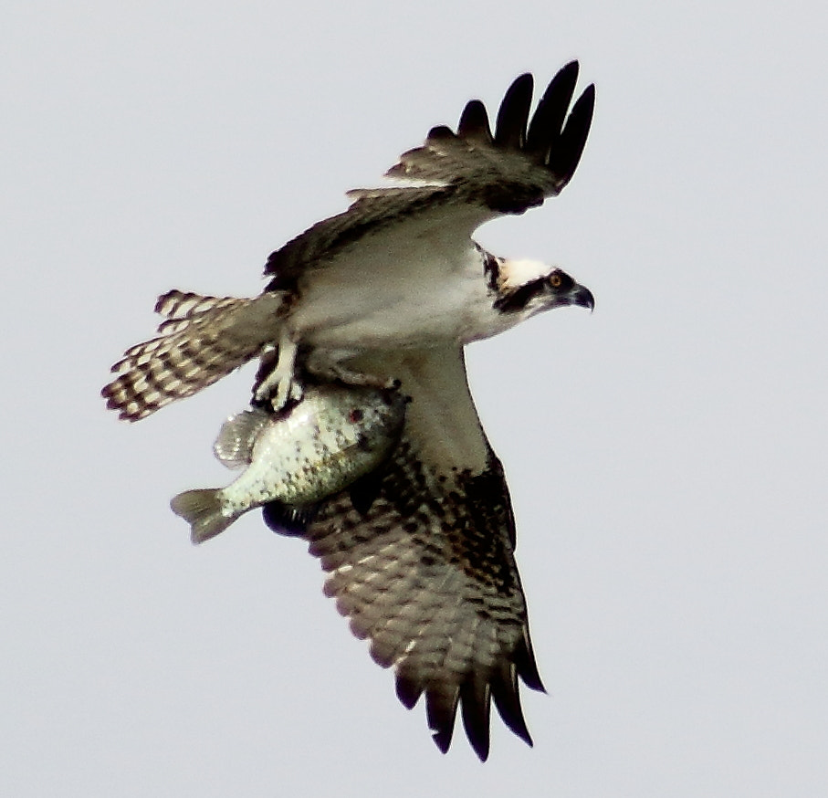 Canon EOS 60D + EF75-300mm f/4-5.6 sample photo. Fly fishng 5 photography