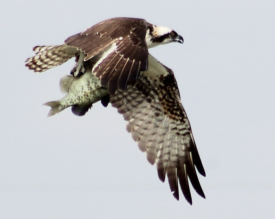 Canon EOS 60D + EF75-300mm f/4-5.6 sample photo. Fly fishng 4 photography
