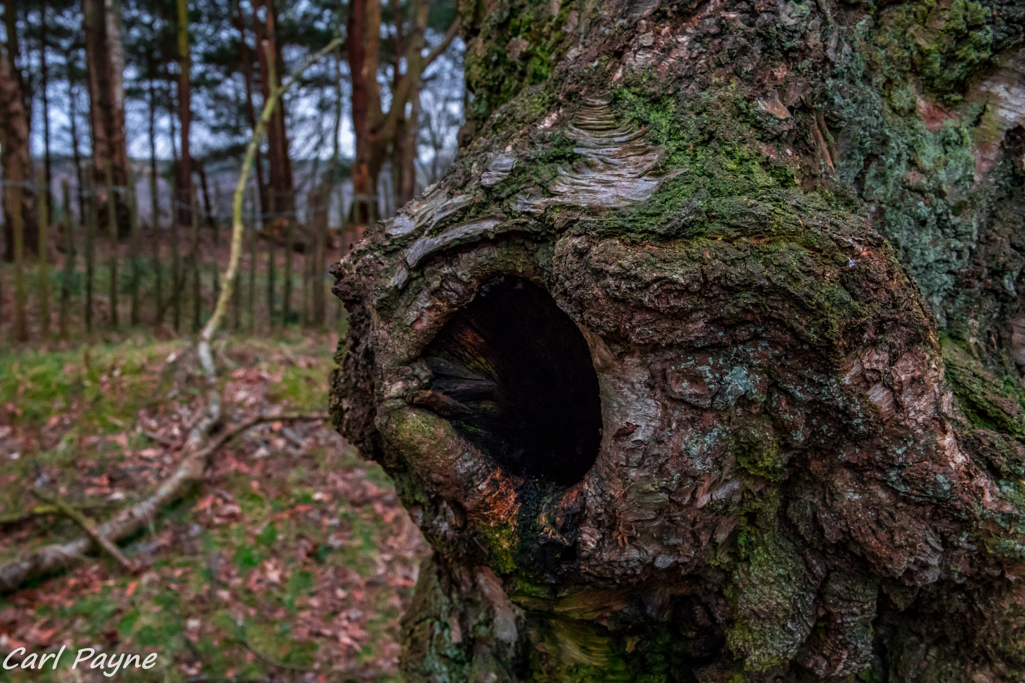 Canon EOS 5D Mark IV + Canon EF 400mm f/2.8L sample photo. The tree with the hole photography