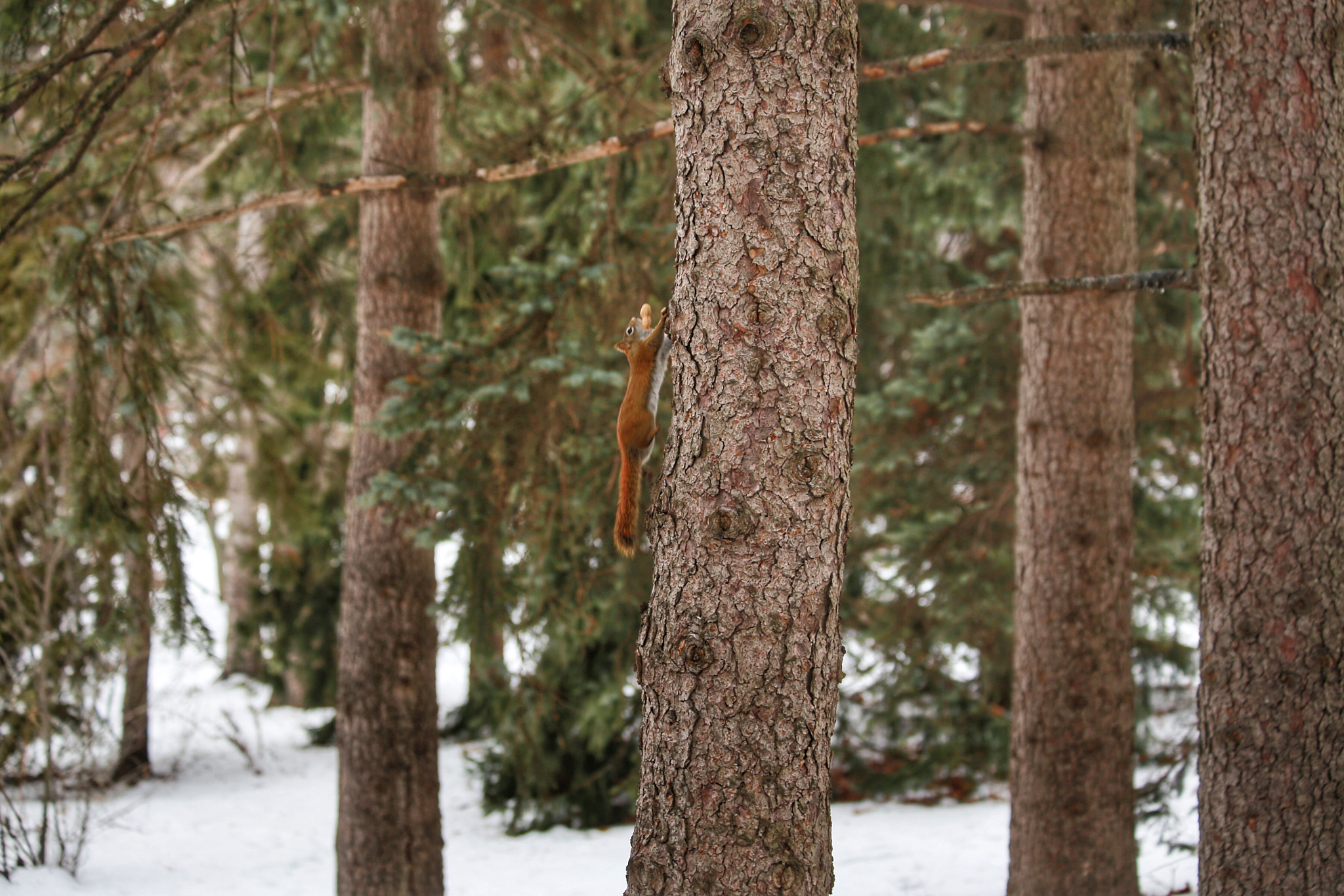 Canon EF 70-300mm F4-5.6 IS USM sample photo
