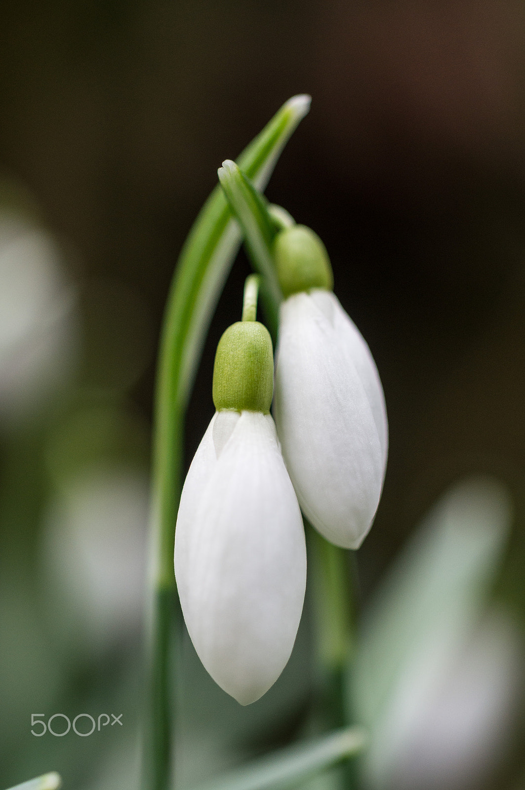 Sony SLT-A55 (SLT-A55V) + MACRO 50mm F2.8 sample photo. Friends photography