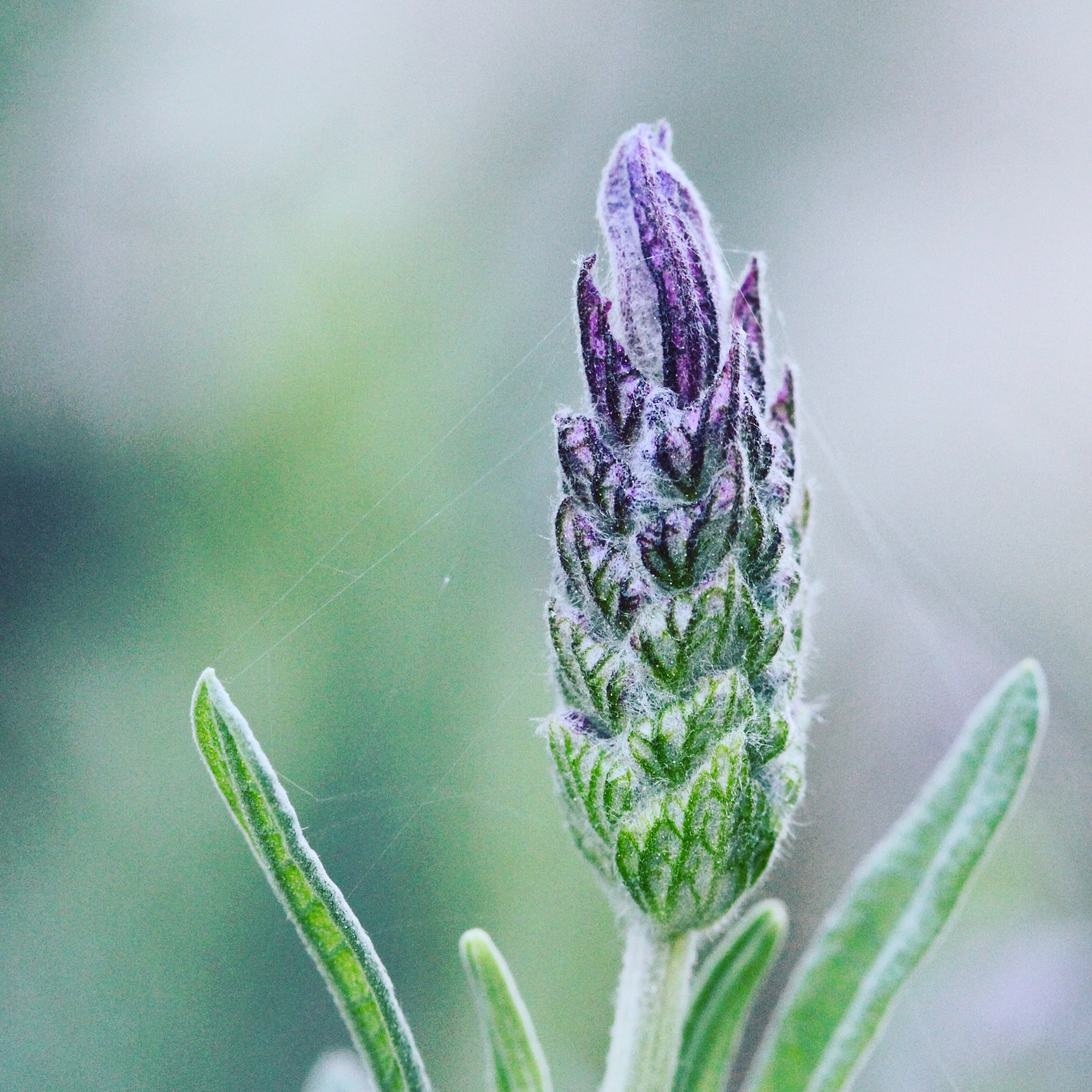 Canon EF 100mm F2.8 Macro USM sample photo. Winter passes and one remembers one's perseverance (yoko ono) photography