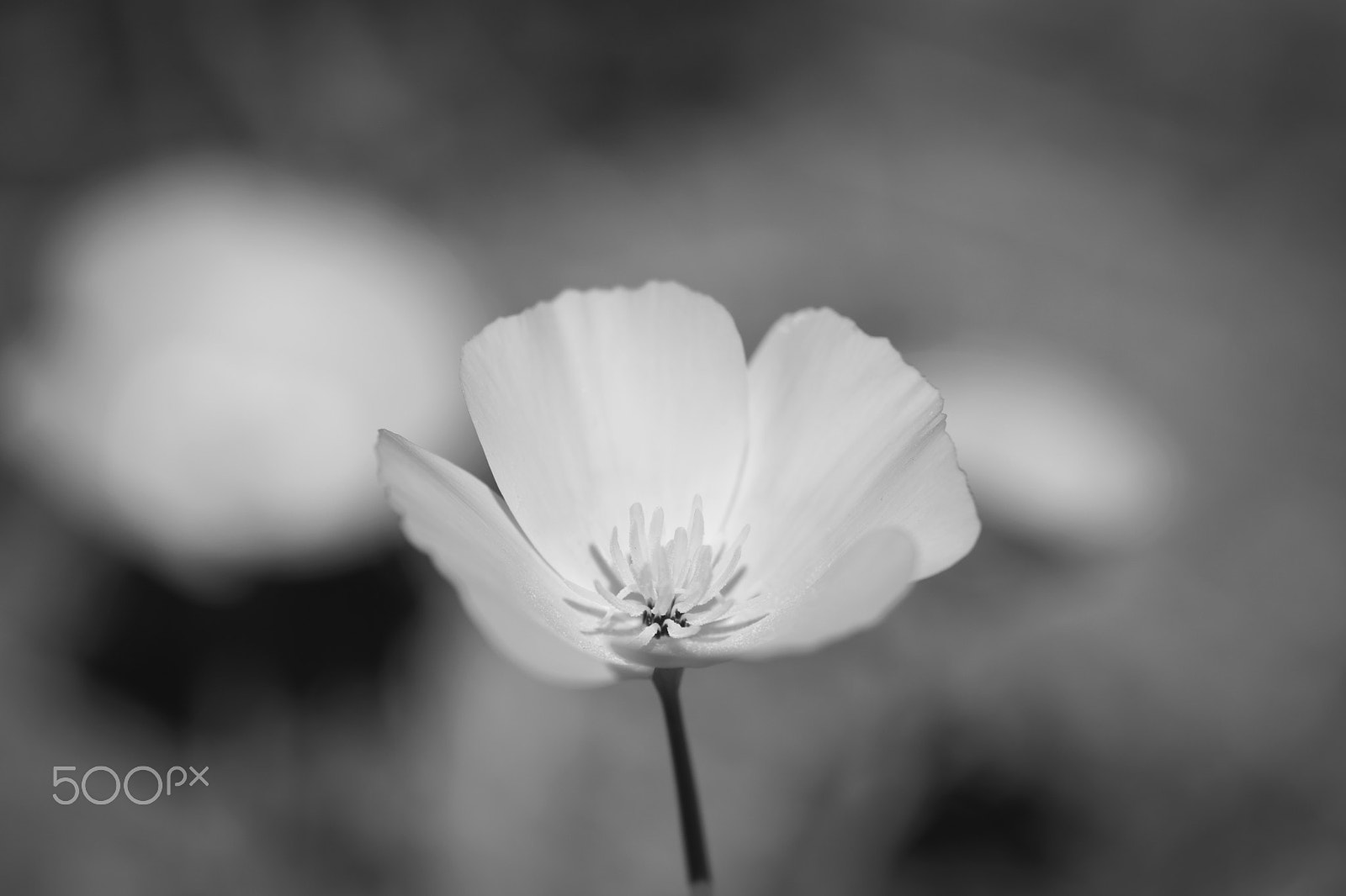 Nikon AF-S Micro-Nikkor 105mm F2.8G IF-ED VR sample photo. Simple photography