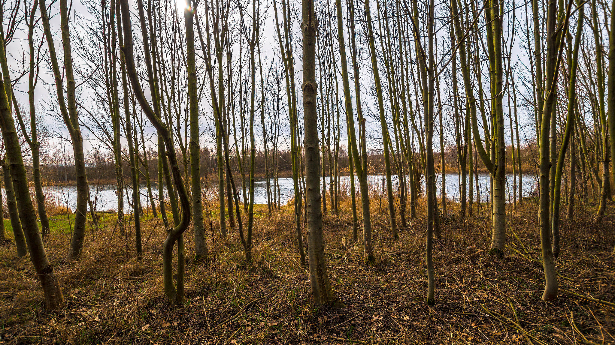 Sony SLT-A58 + Sigma 10-20mm F3.5 EX DC HSM sample photo. Lake thicket photography