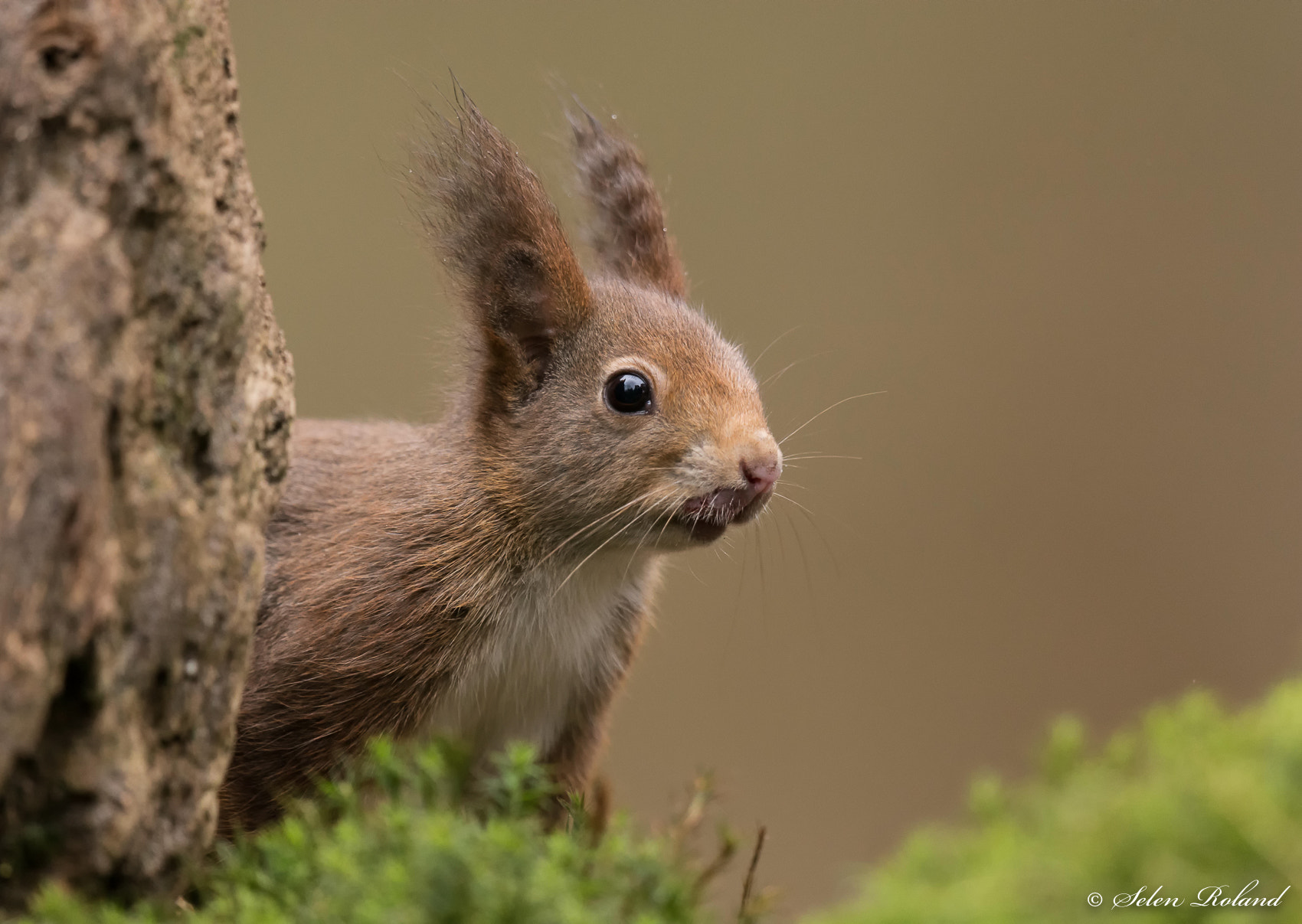 Nikon D7100 + Nikon AF-S Nikkor 500mm F4G ED VR sample photo. Eekhoorn - belgium squirrel photography