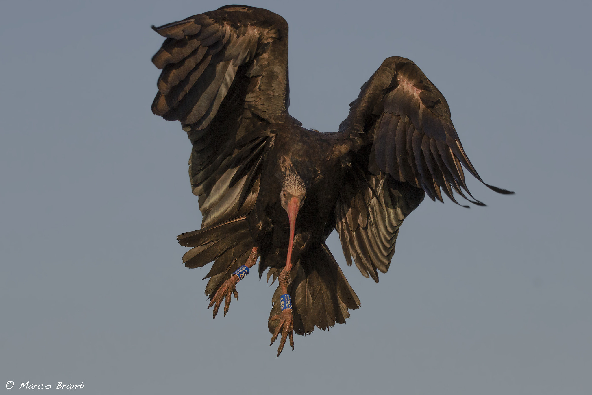 Sigma 150-600mm F5-6.3 DG OS HSM | S sample photo. Ibis eremita - bald ibis photography