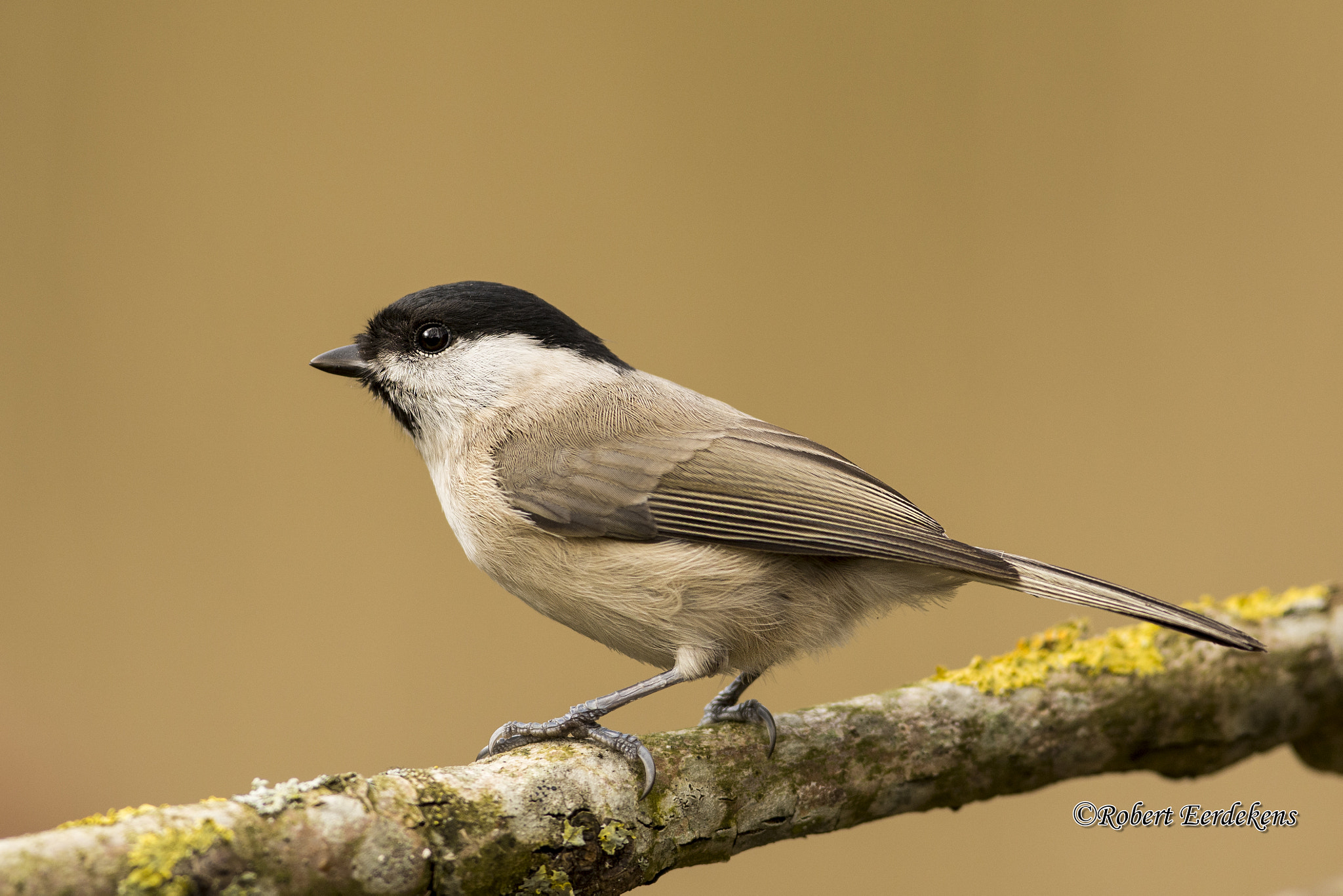 Nikon AF-S Nikkor 300mm F2.8G ED VR II sample photo. Willow tit photography