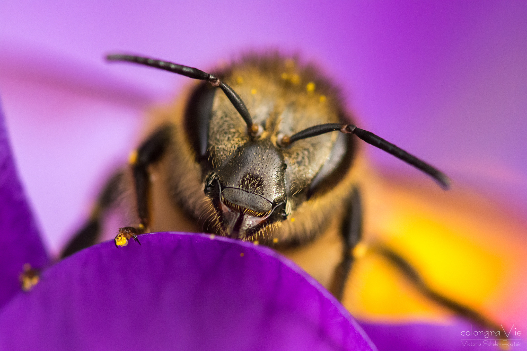 Sigma 105mm F2.8 EX DG OS HSM sample photo. Wild bees look at you photography