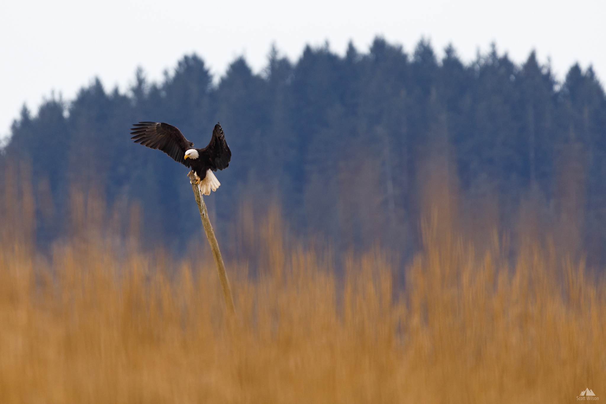 150-600mm F5-6.3 DG OS HSM | Contemporary 015 sample photo. Eagle photography
