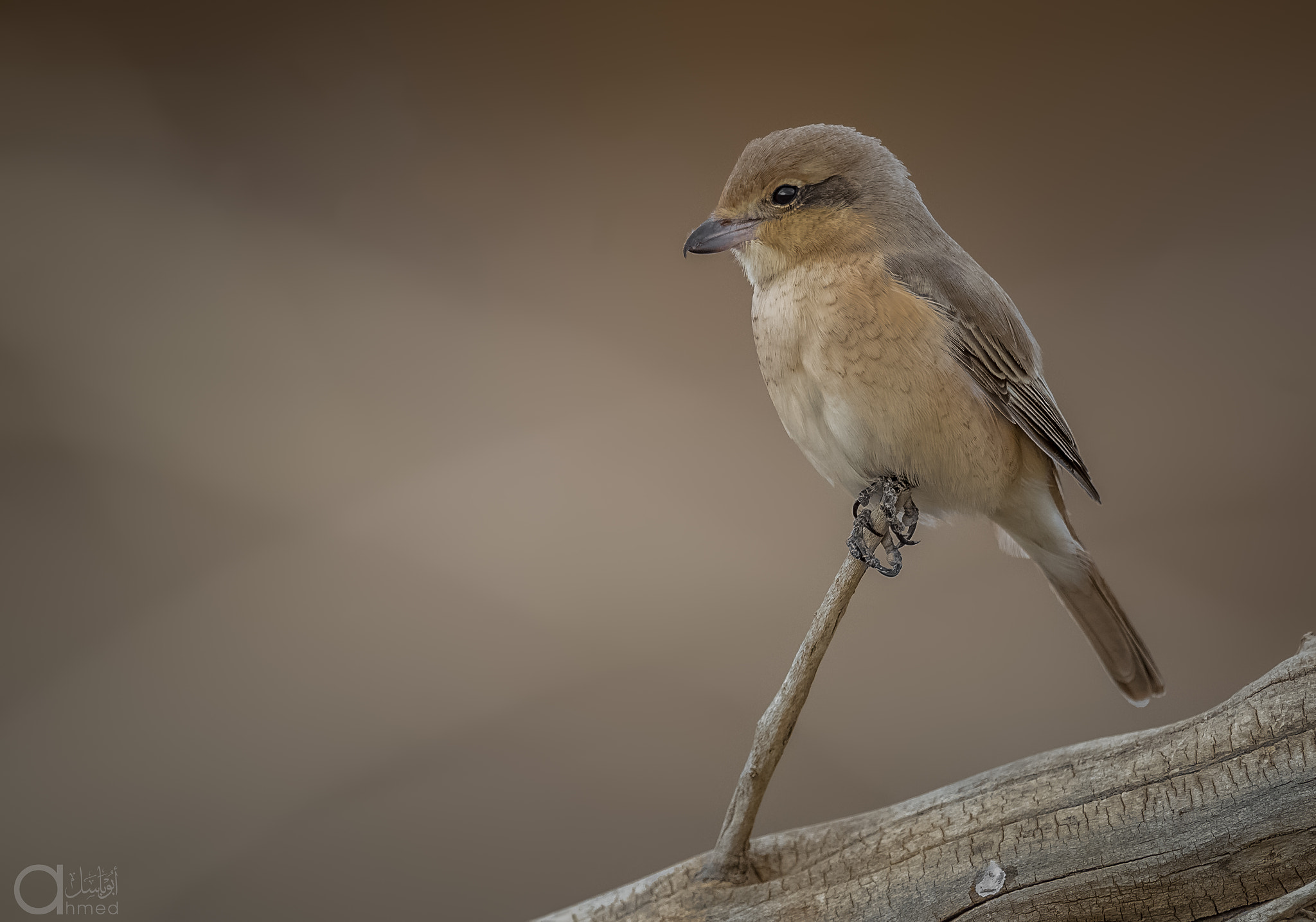 Nikon AF-S Nikkor 600mm F4G ED VR sample photo