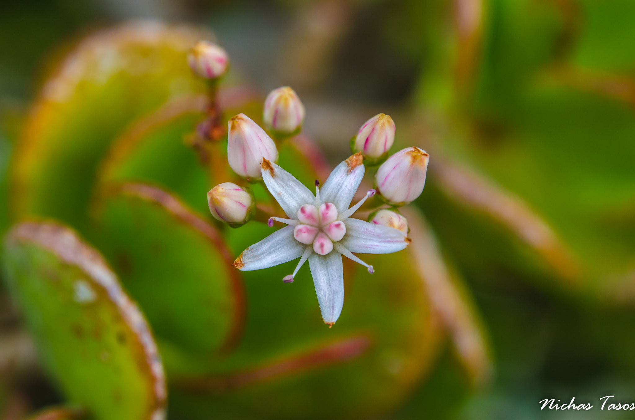 Nikon AF-S Micro-Nikkor 60mm F2.8G ED sample photo. Flower photography