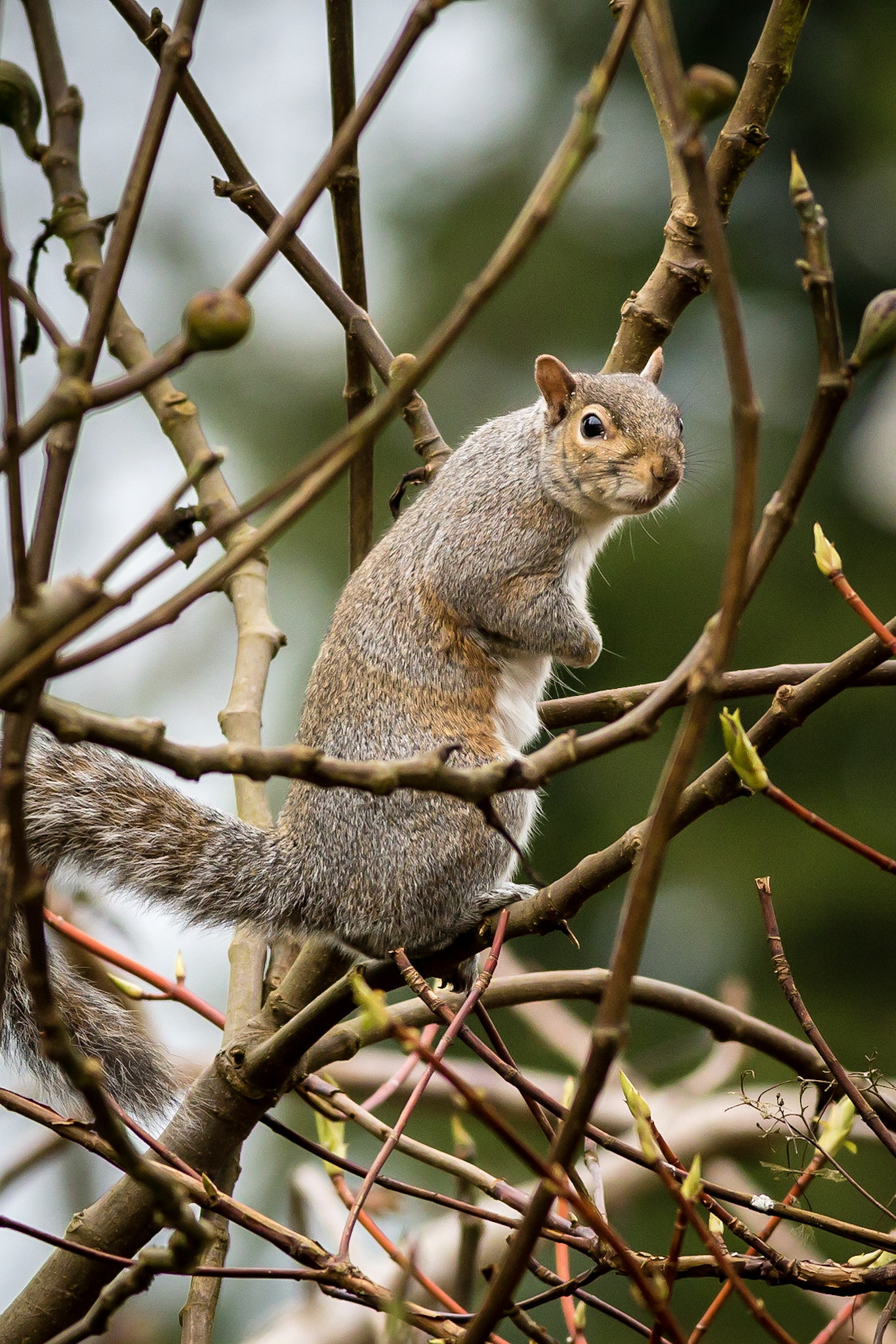Canon EF 400mm F5.6L USM sample photo. Grey squirrel photography
