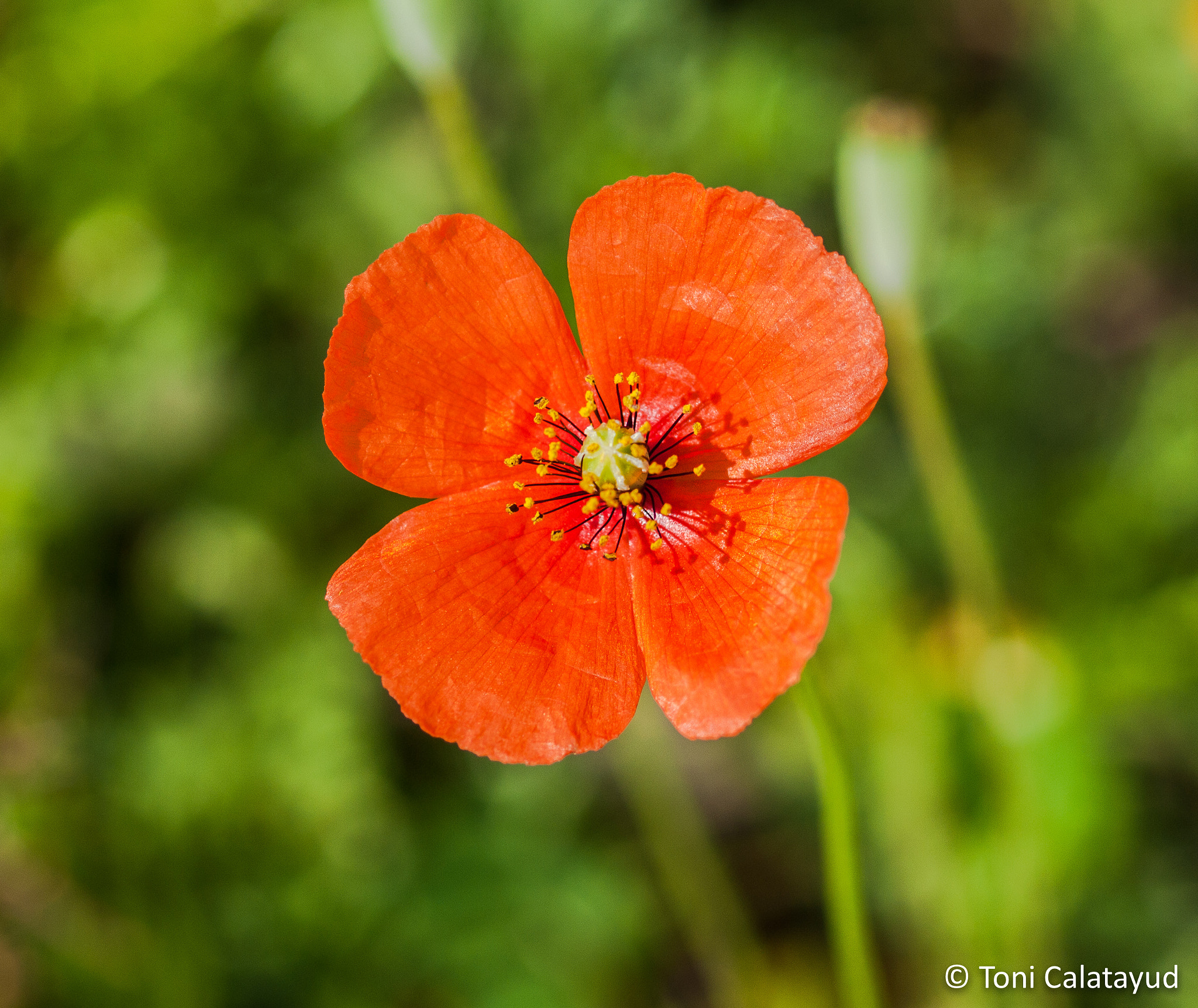 Olympus E-620 (EVOLT E-620) + OLYMPUS 50mm Lens sample photo. Poppy photography