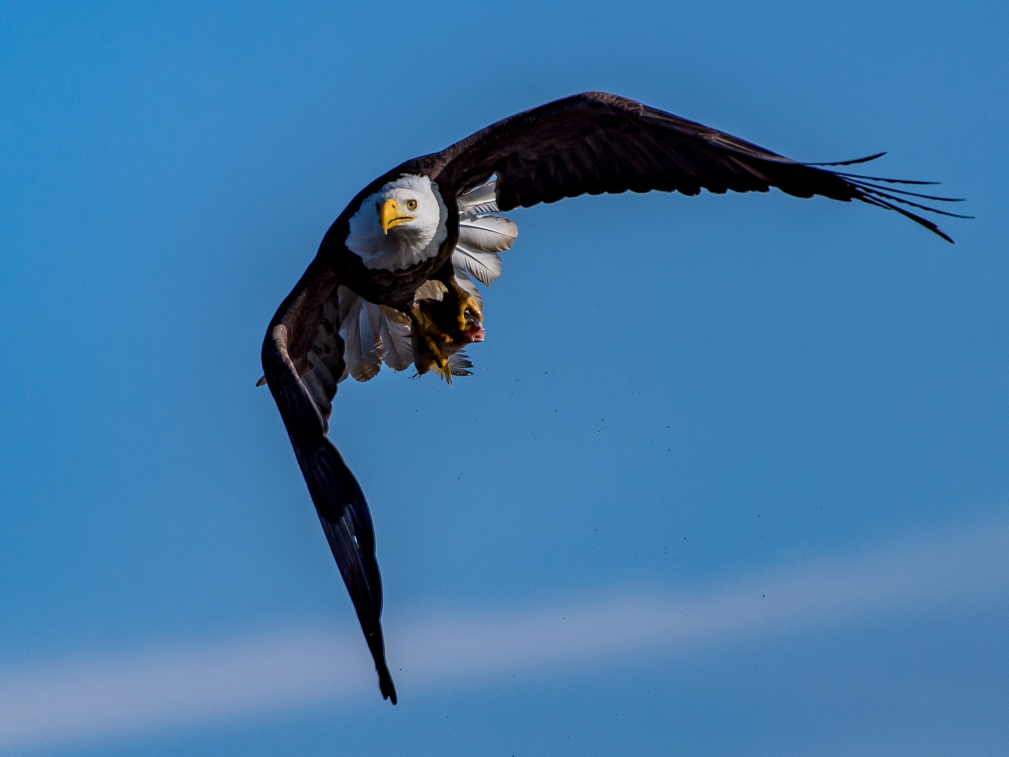 Nikon AF-S Nikkor 200-500mm F5.6E ED VR sample photo. Another trophy photography