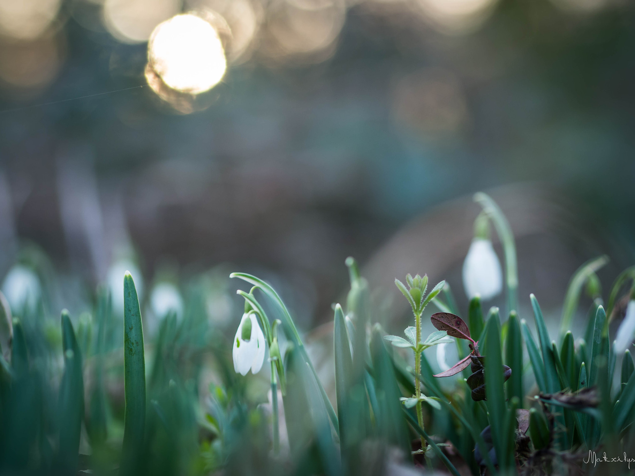 Olympus OM-D E-M10 II sample photo. The return of flowers photography