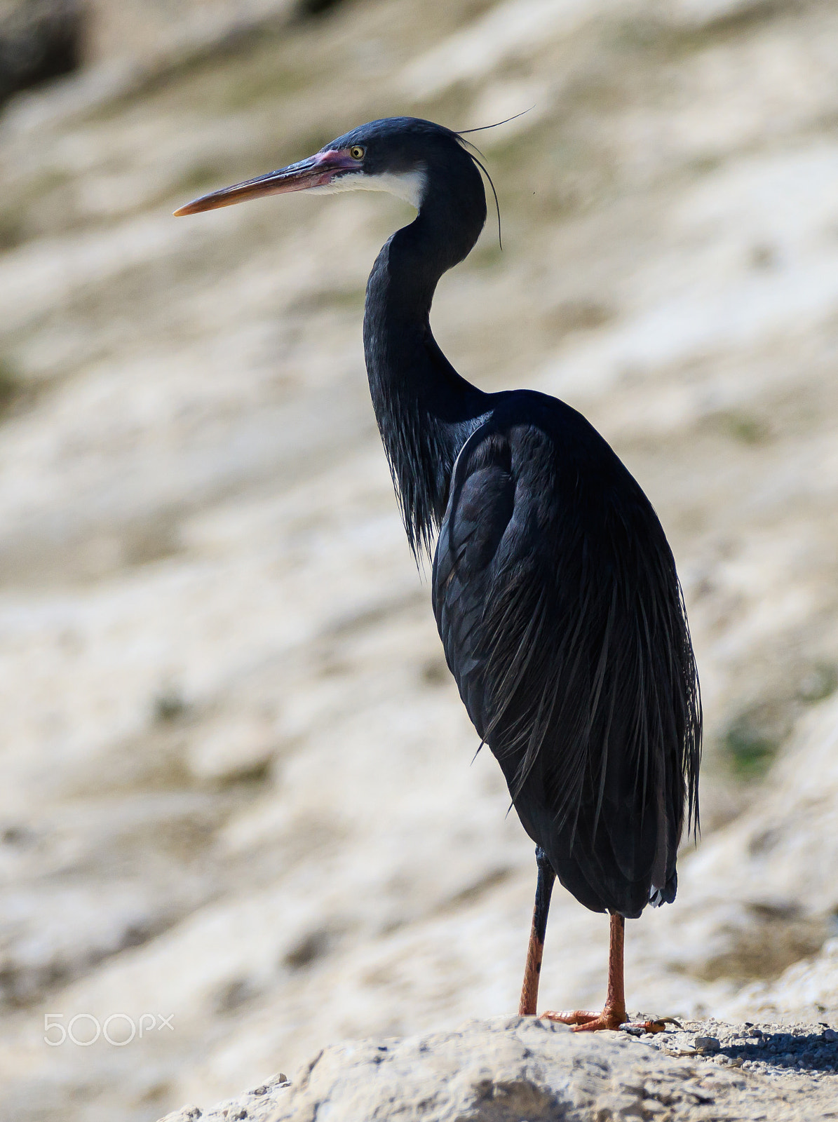 Canon EF 70-200mm F2.8L IS II USM sample photo. Heron photography