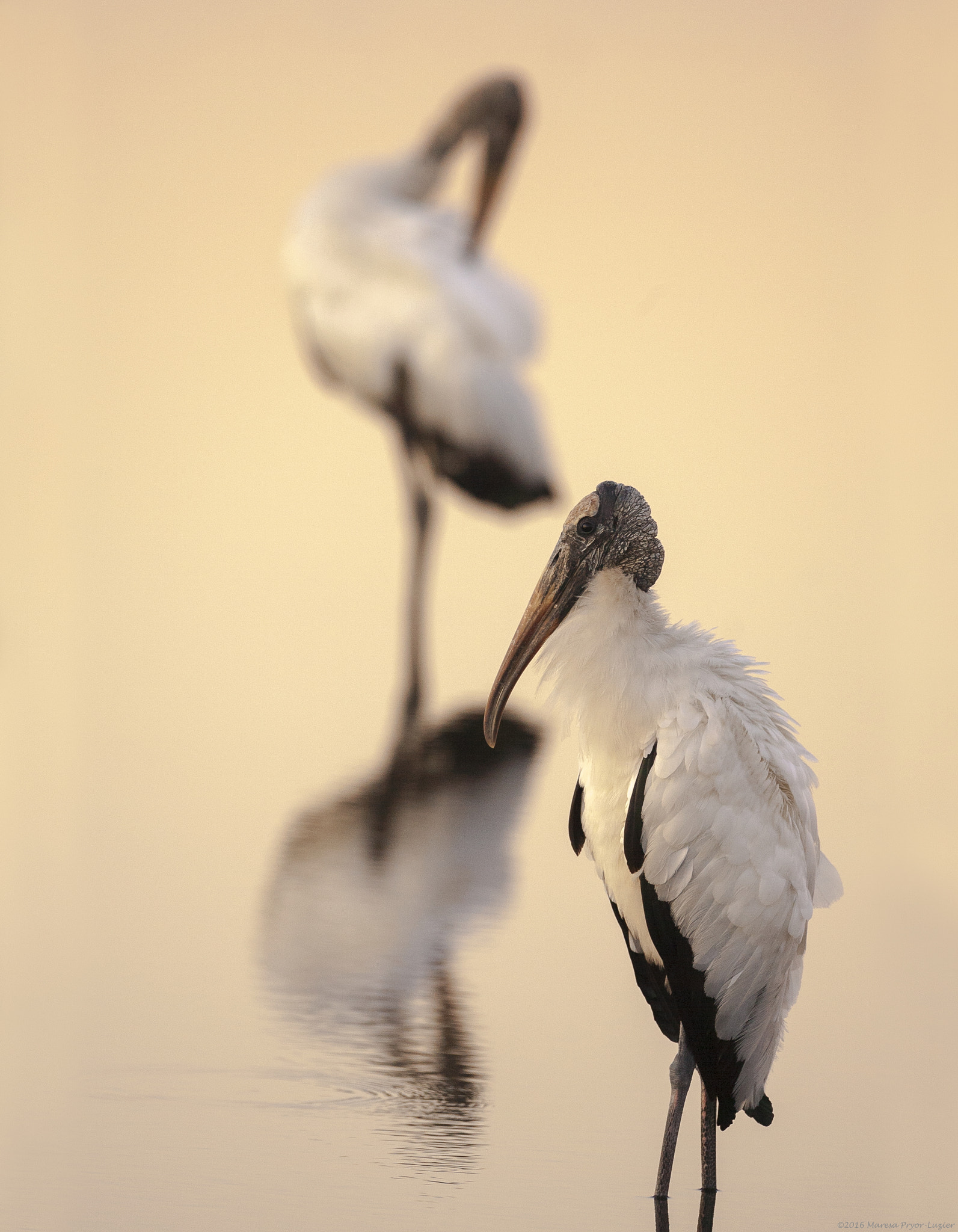 Canon EOS-1D Mark II N + Canon EF 500mm F4L IS USM sample photo. Wood storks, iron heads at sunrise photography