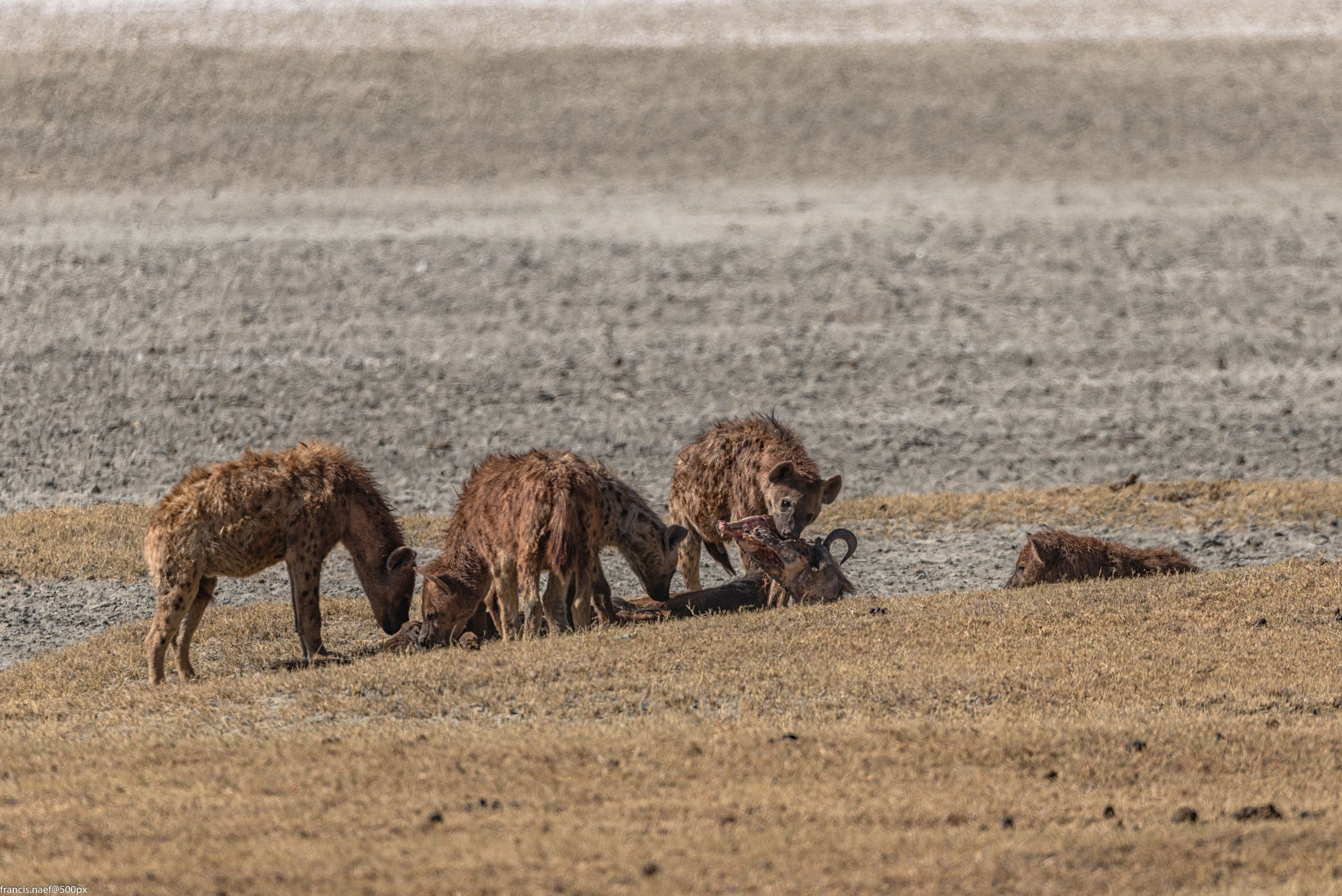 Sigma 150-600mm F5-6.3 DG OS HSM | S sample photo. Festin photography