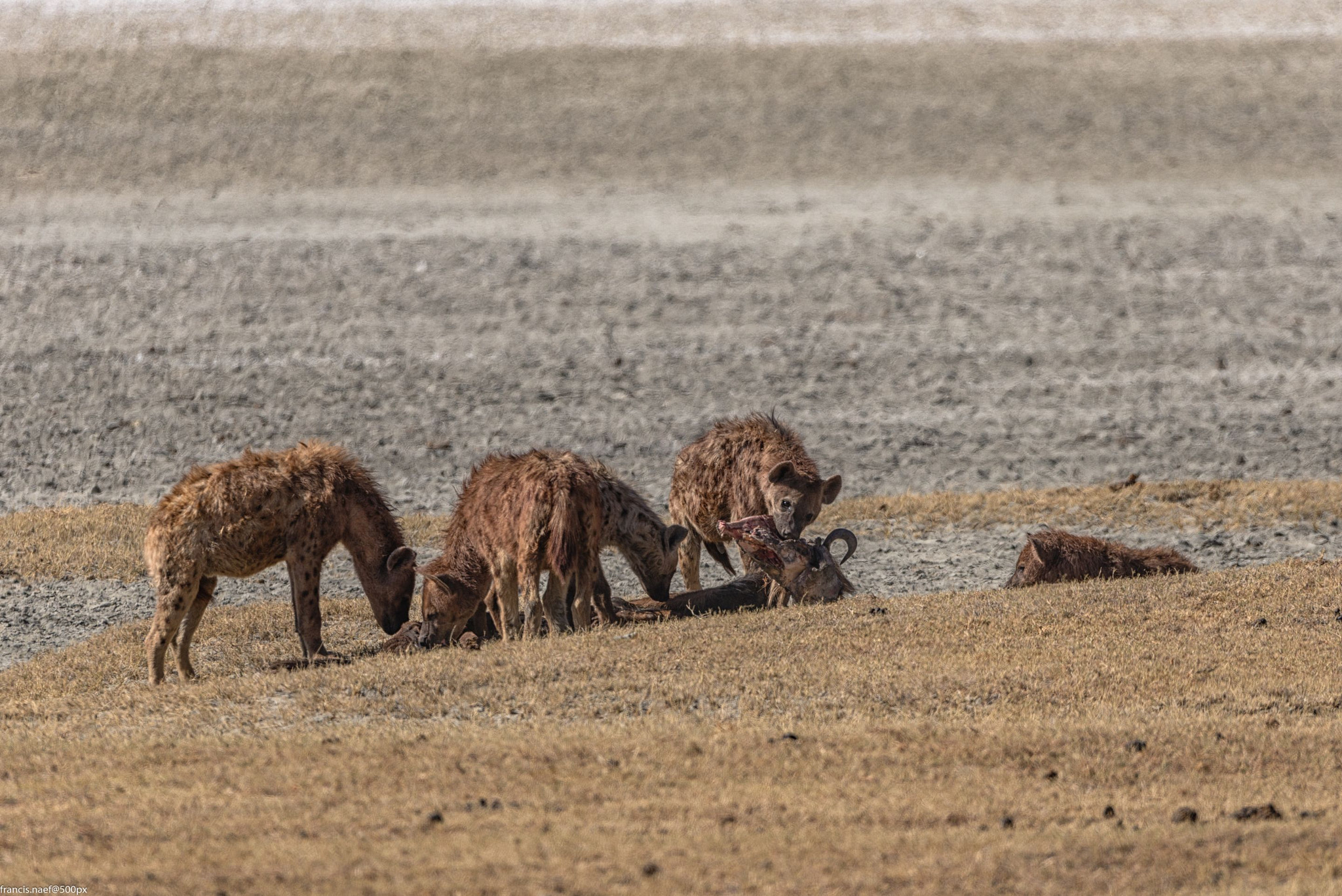 Nikon D800 + Sigma 150-600mm F5-6.3 DG OS HSM | S sample photo. Festin photography