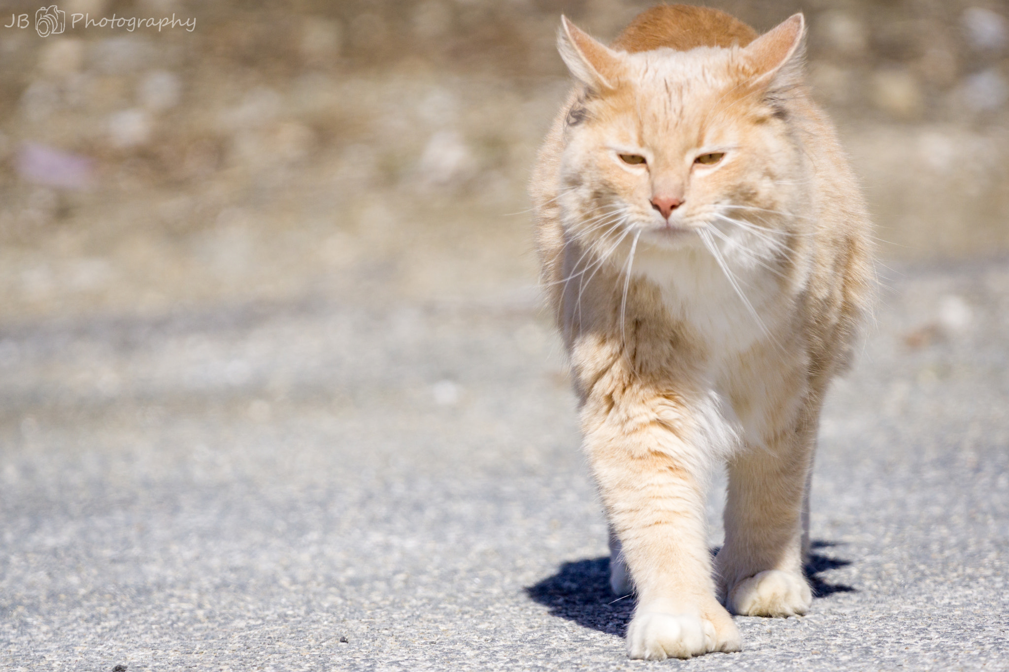 150-600mm F5-6.3 DG OS HSM | Contemporary 015 sample photo. Neighbors cat on the prowl  photography