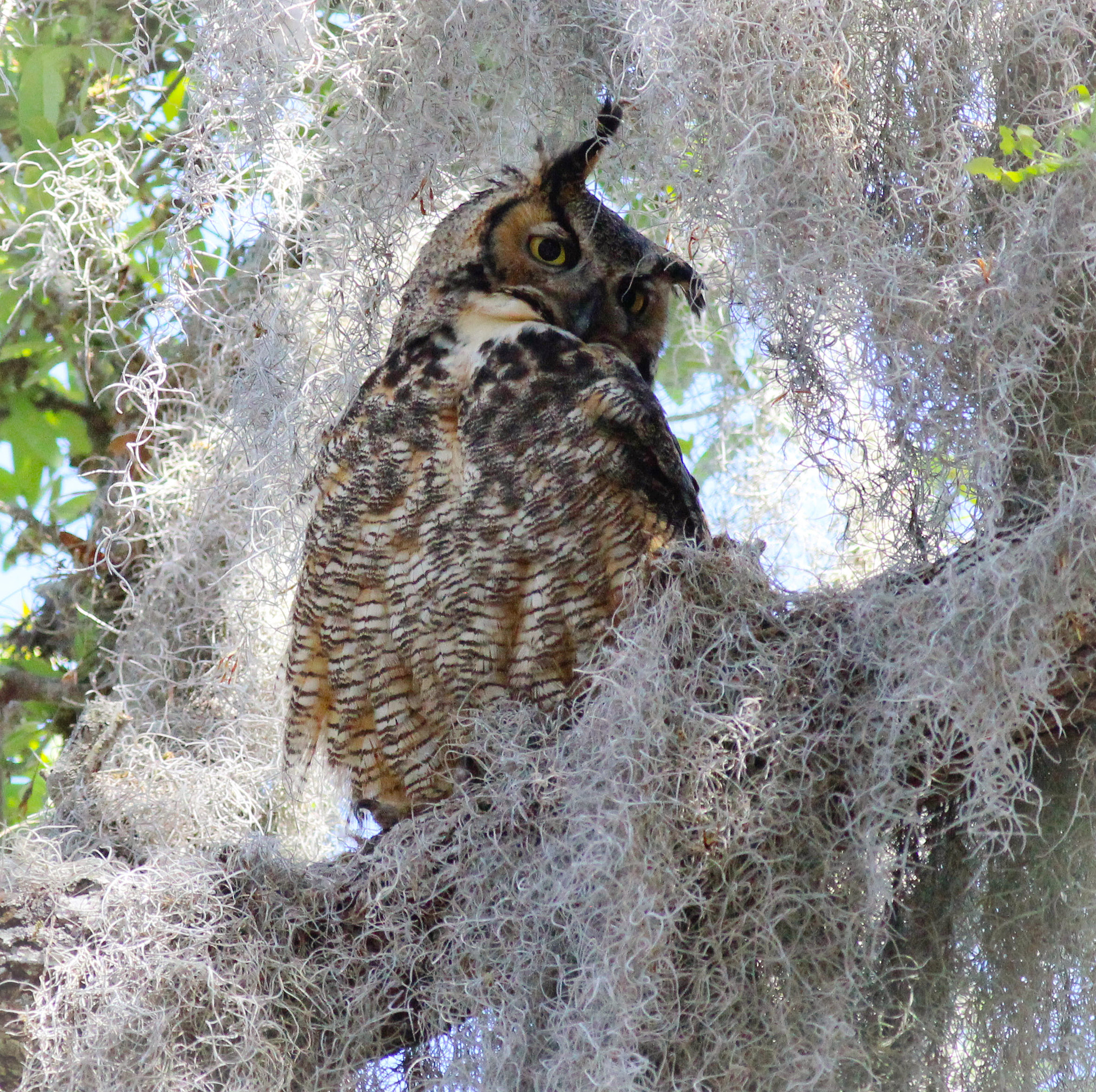 Canon EOS 600D (Rebel EOS T3i / EOS Kiss X5) + Canon EF 400mm F5.6L USM sample photo. Gho florida photography