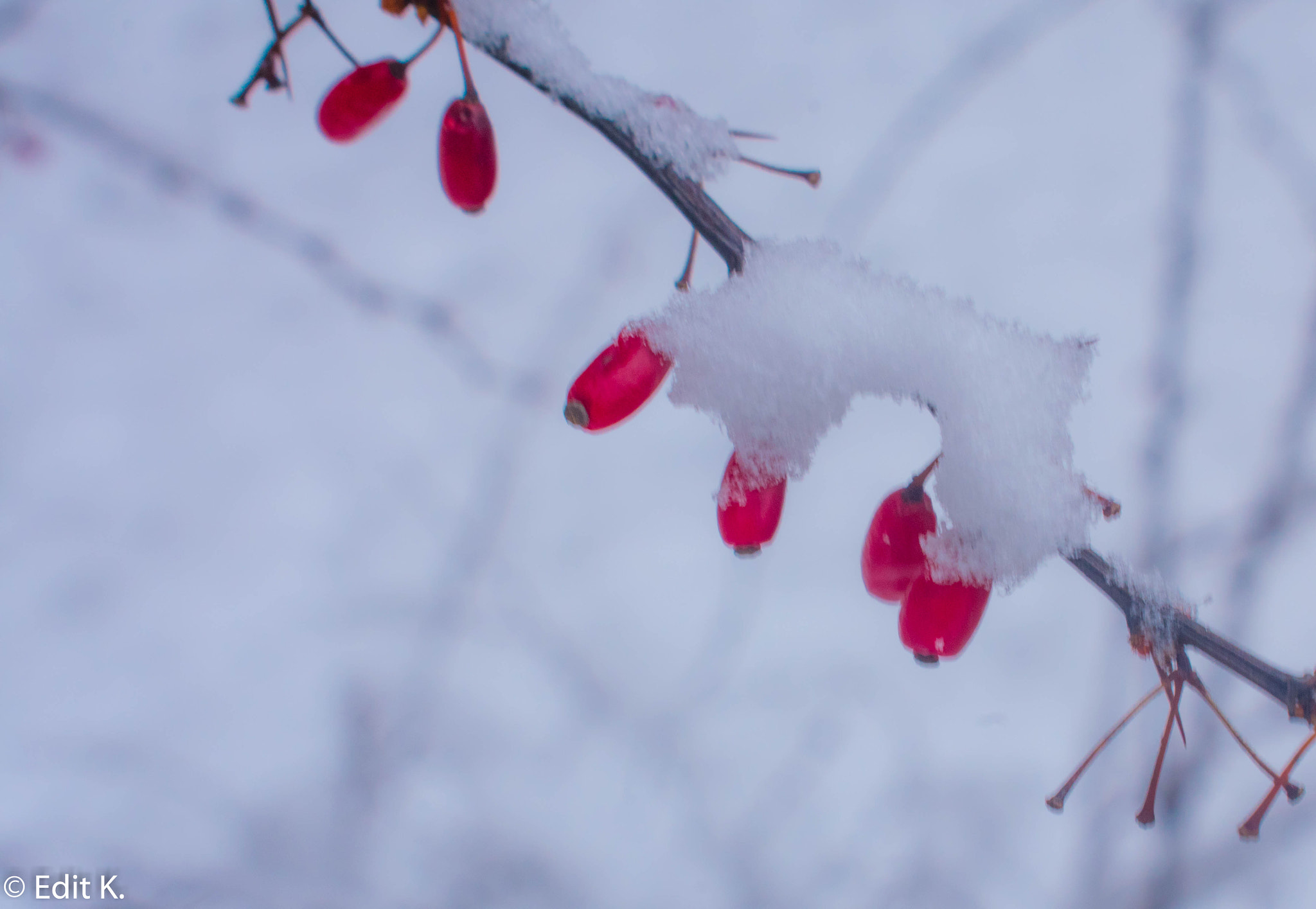 Nikon D3400 sample photo. Winter colors photography