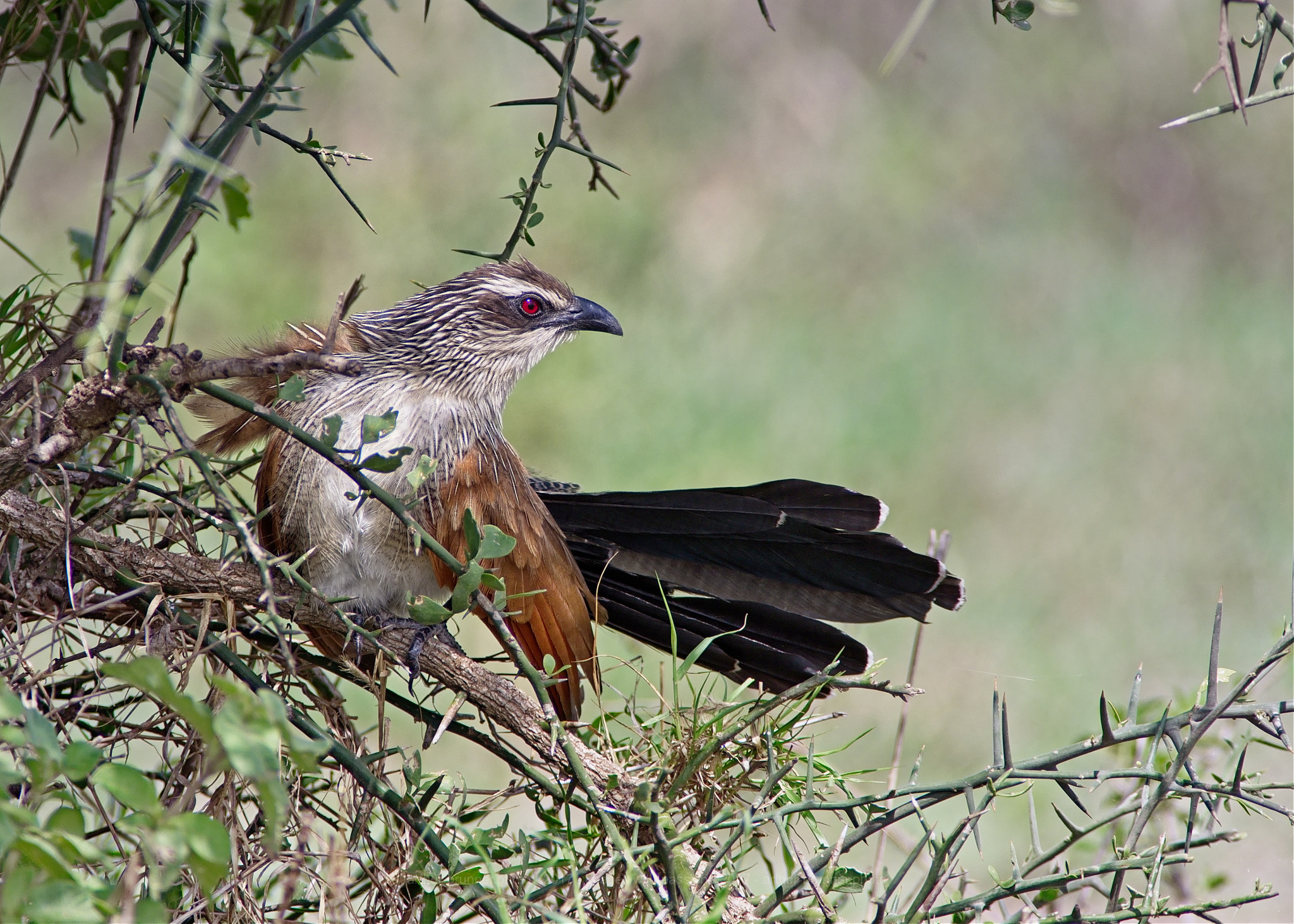 Olympus Zuiko Digital ED 90-250mm F2.8 sample photo. Burchell kuckuck photography