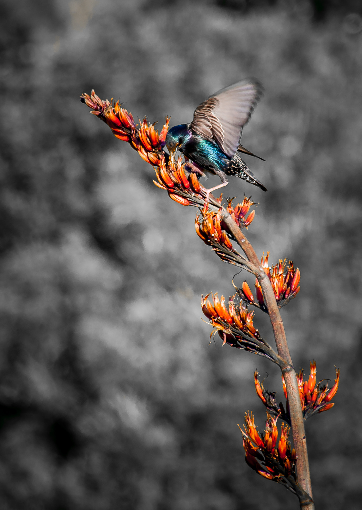 Nikon D5000 sample photo. Greedy birdy photography