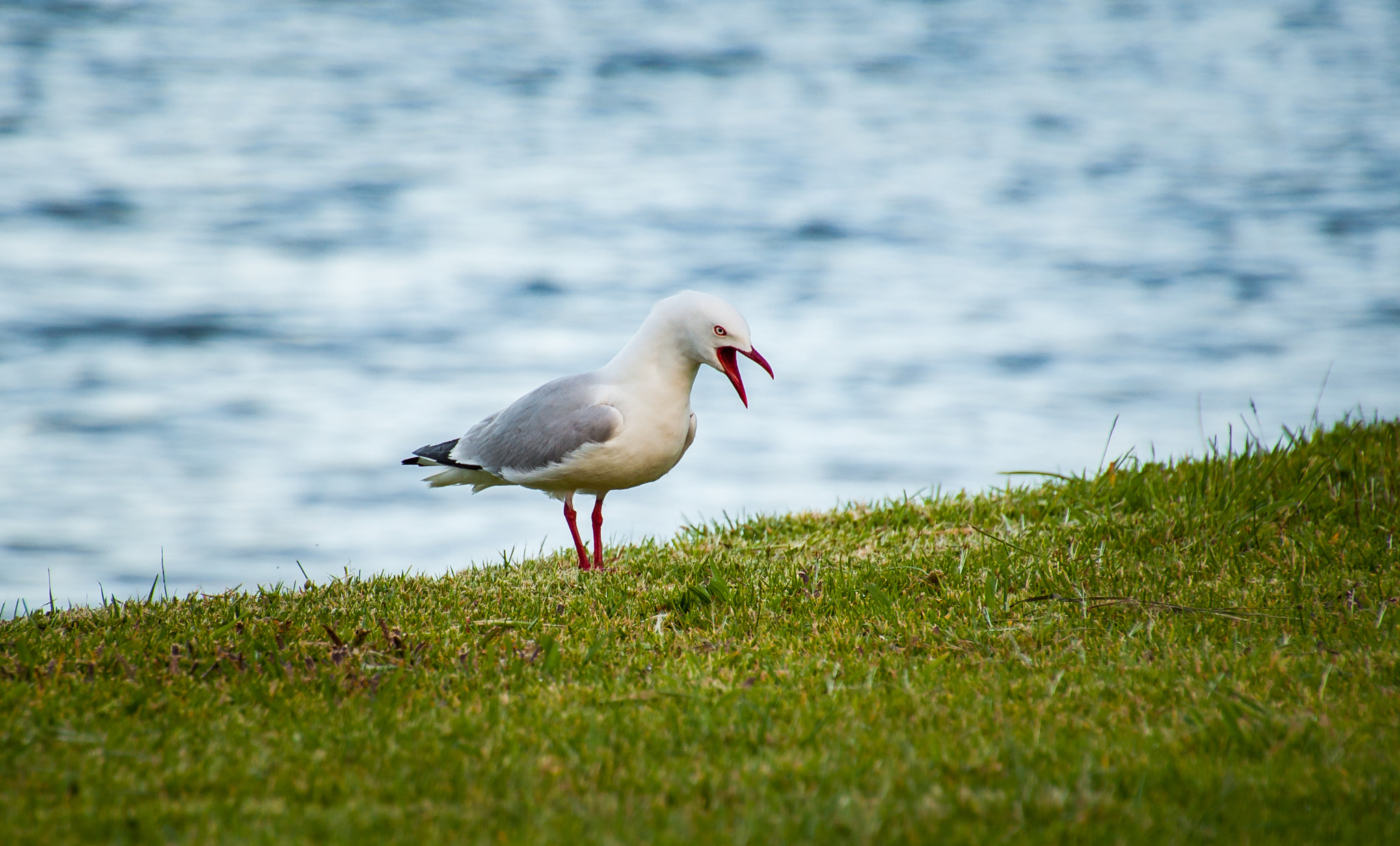 Nikon D5000 sample photo. Courtship photography
