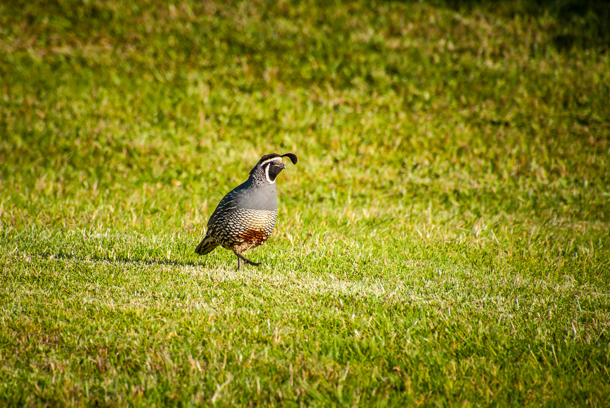 Nikon D5000 sample photo. March of the quail photography