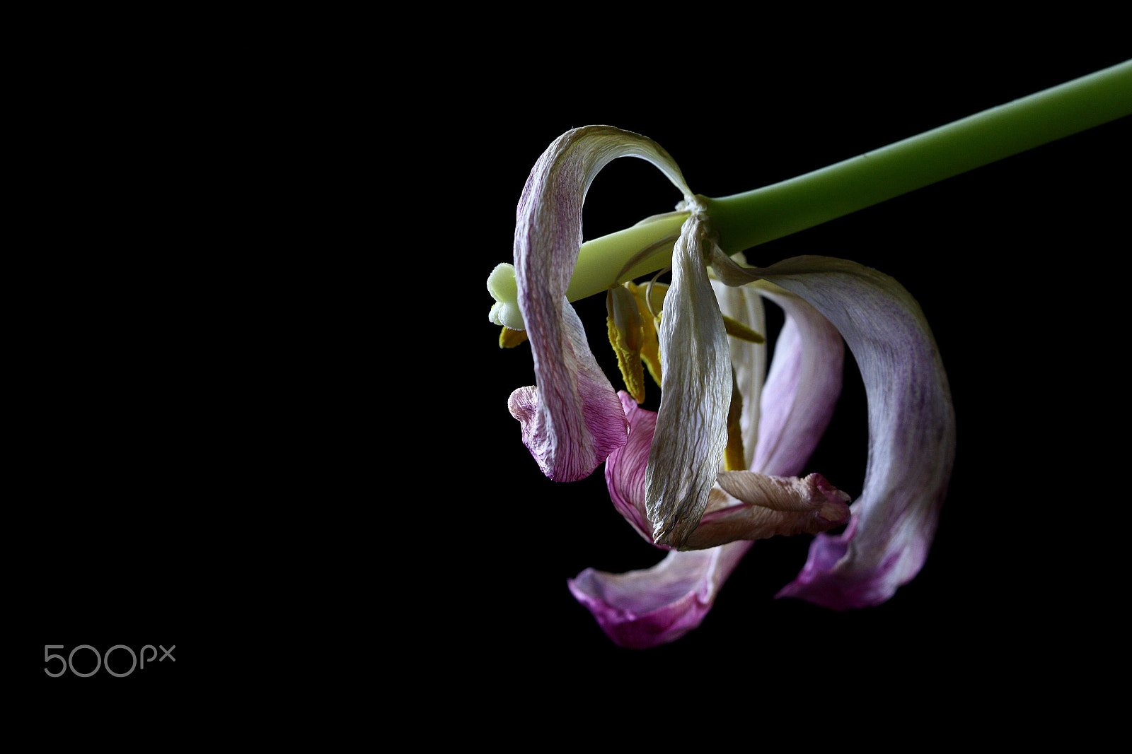 Canon EF 100mm F2.8 Macro USM sample photo. Gothic curls photography