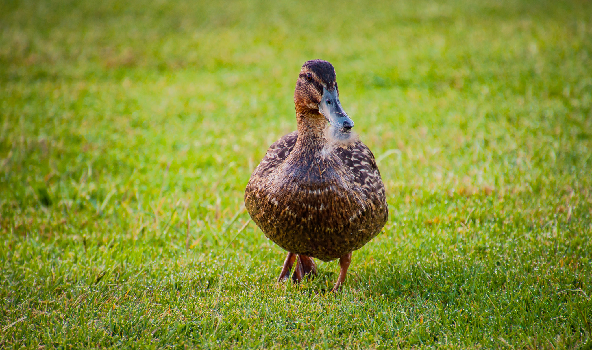 Nikon D5000 sample photo. Mother duck photography